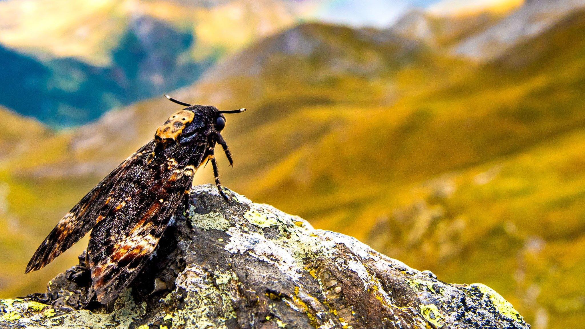 Death's-head hawkmoth