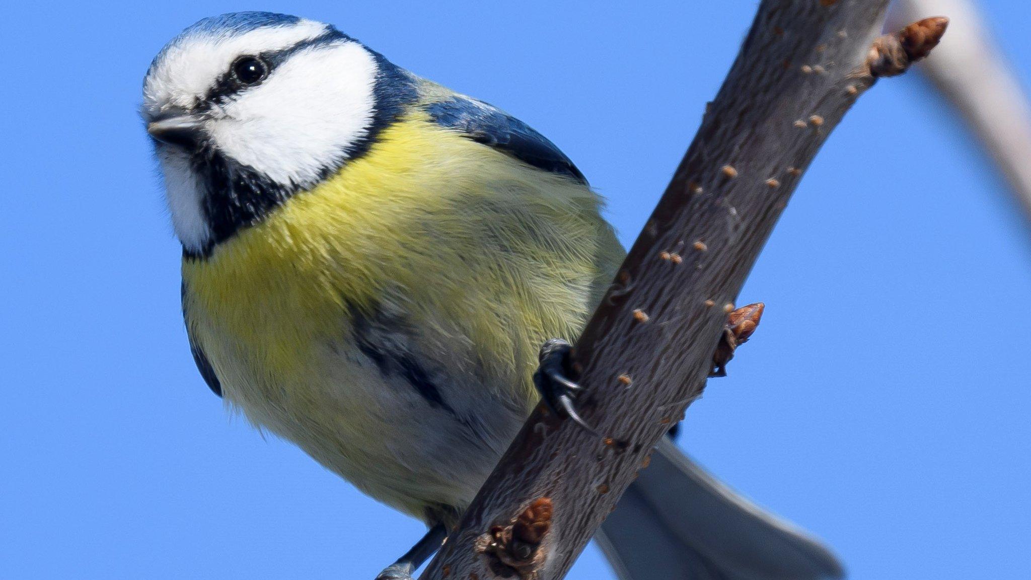 Blue tit