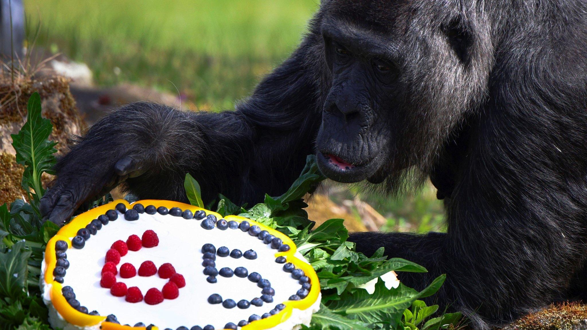 Western lowland gorilla Fatou, the world's oldest according to the Berlin zoo, receives a rice cake with fruit on her 65th birthday at the zoo in Berlin, Germany,