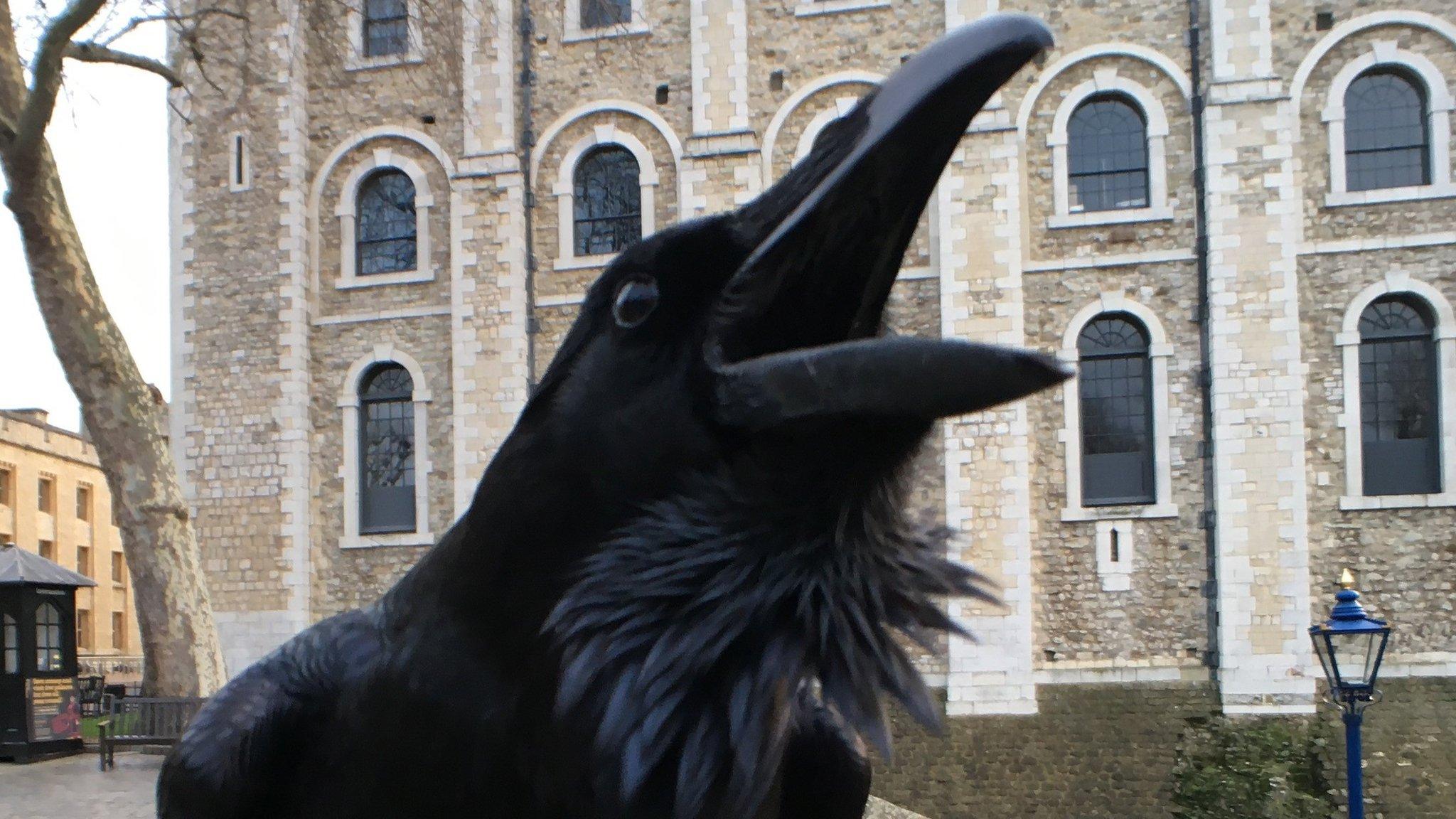 Raven at Tower of London