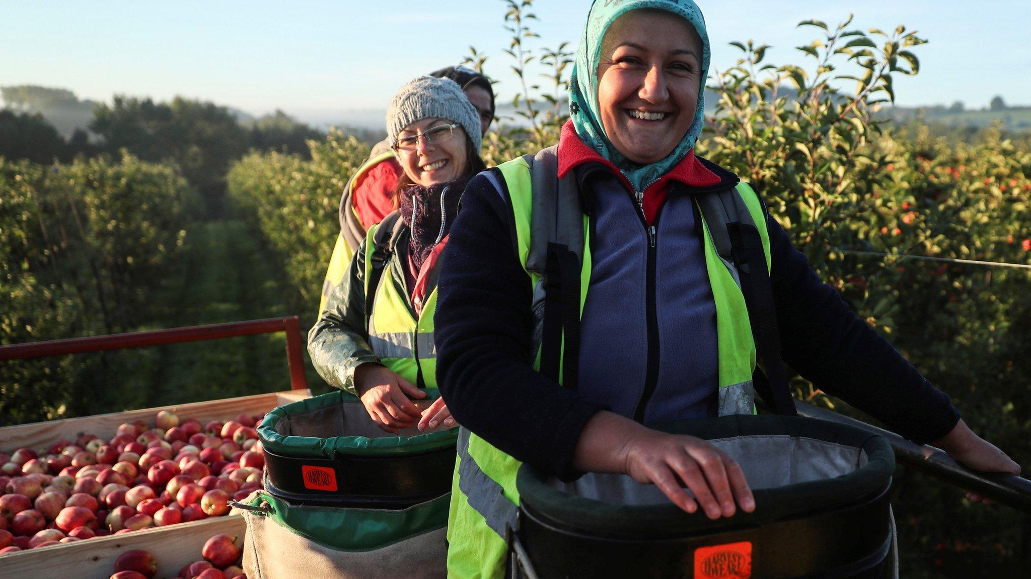 Workers picking apples