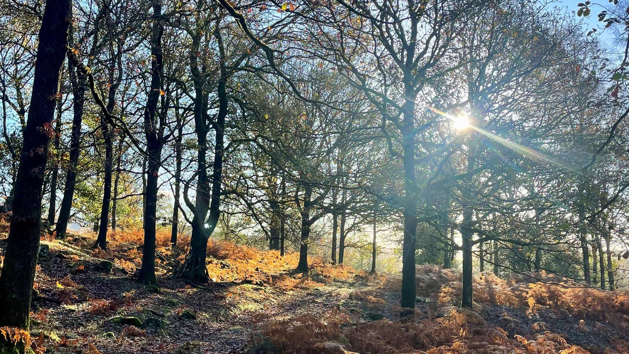 Woodland in the UK