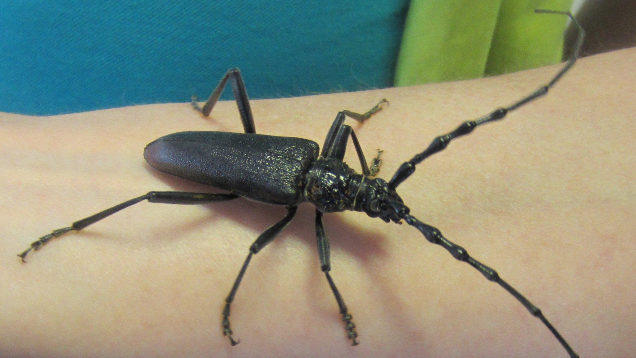 Beetle
