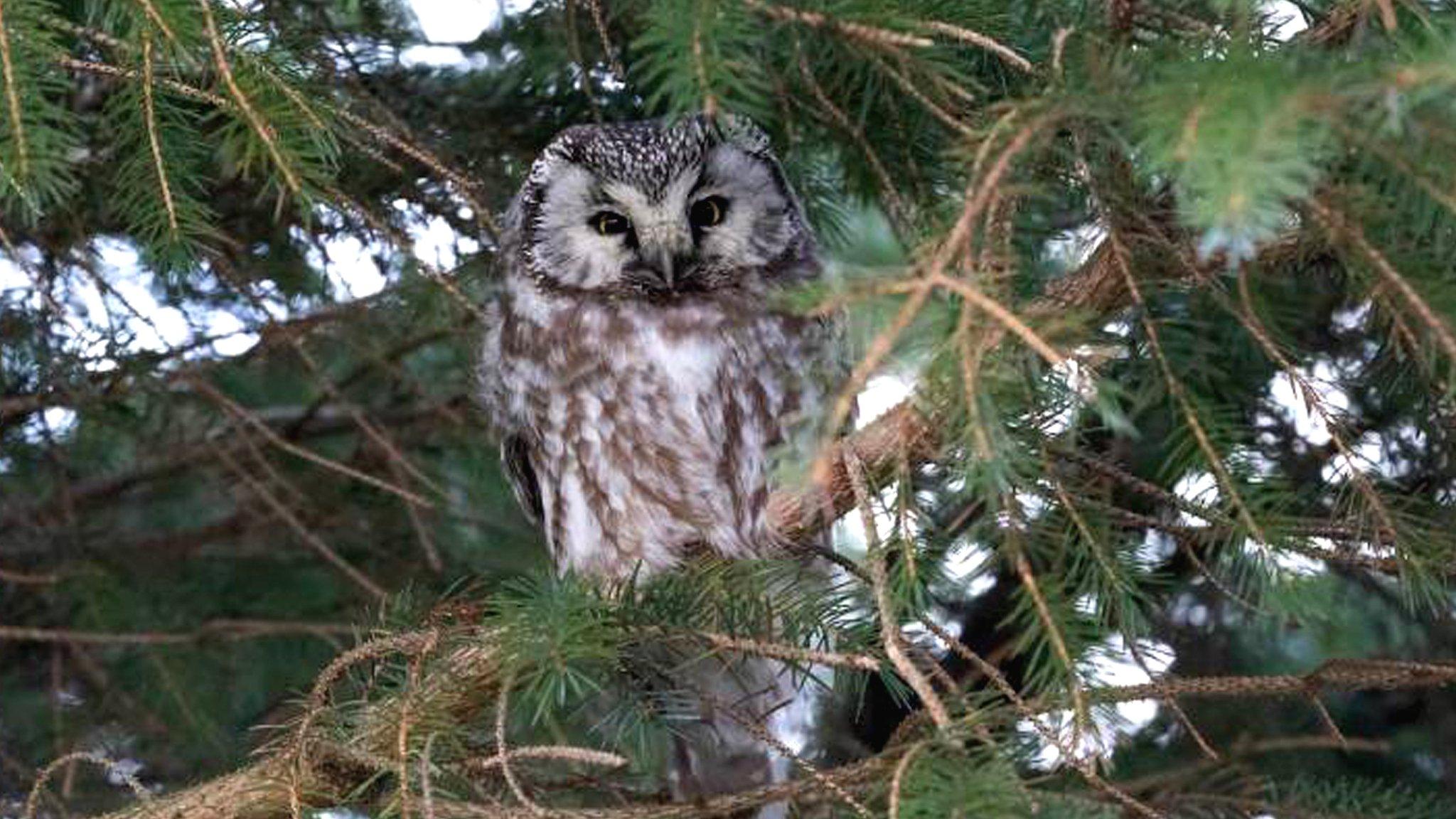 Tengmalm's owl