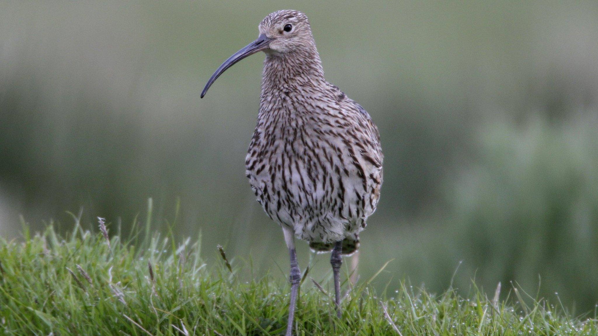 Curlew: Can drones help save Wales' most threatened bird? - BBC News