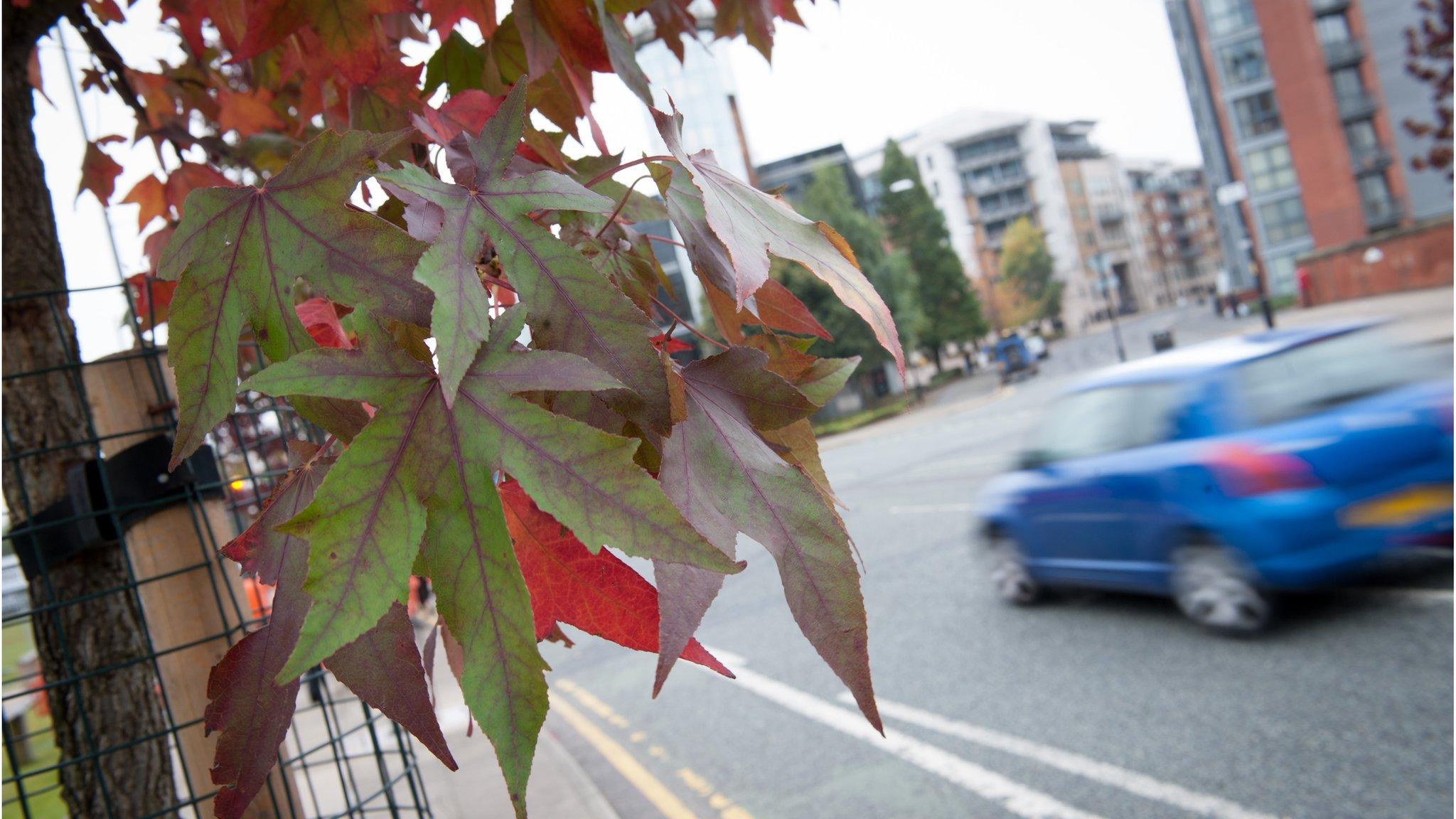 Urban tree (Image: City of Trees)