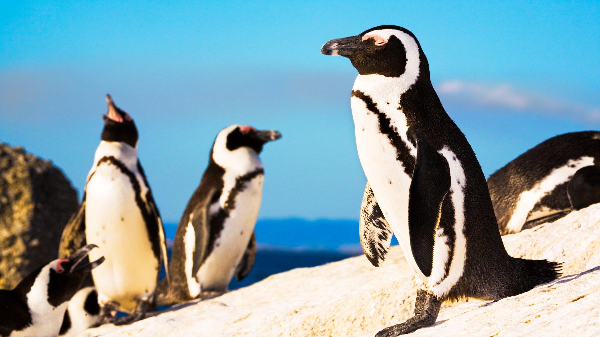 penguins-on-beach