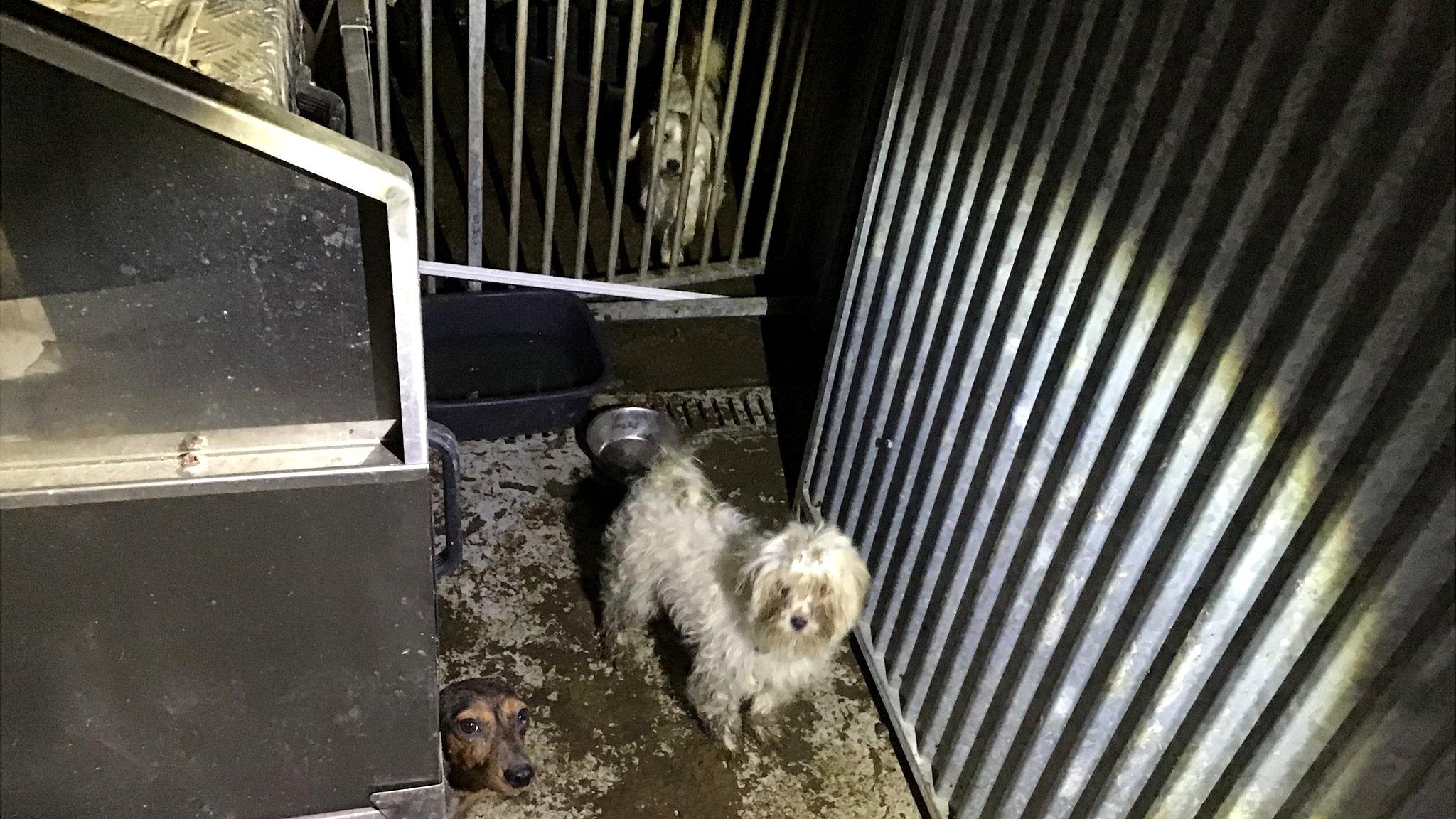 Dogs at Newcombe's home in Tredegar