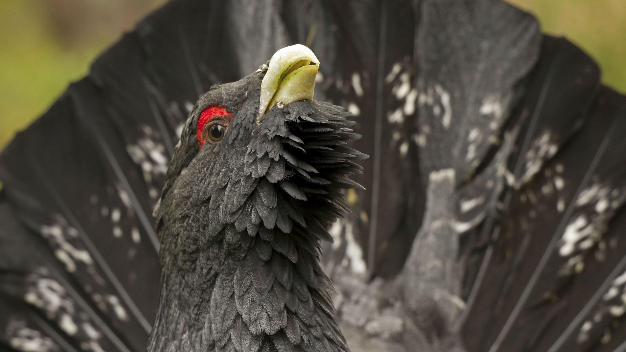 Capercaillie