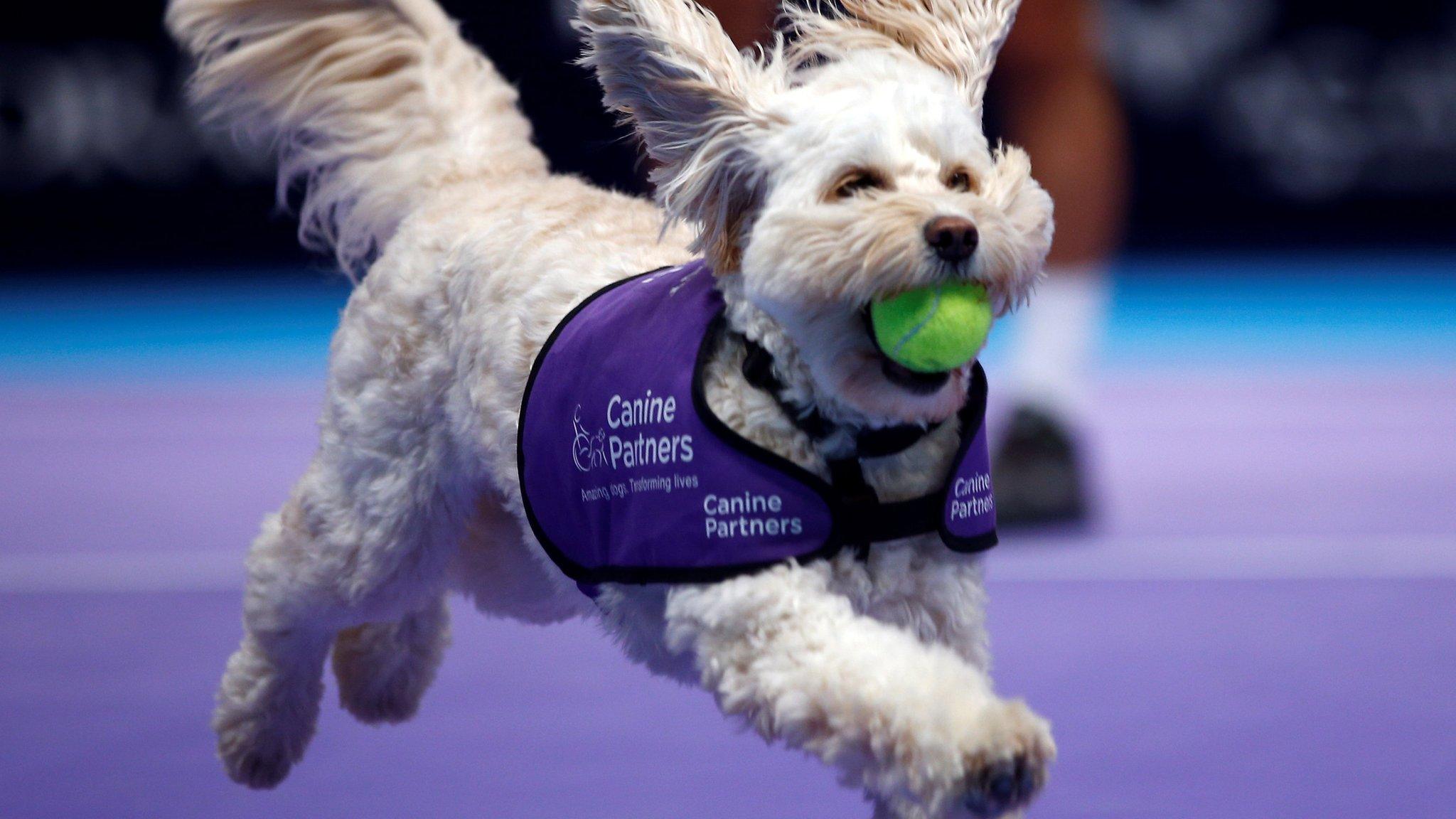 Tennis dog