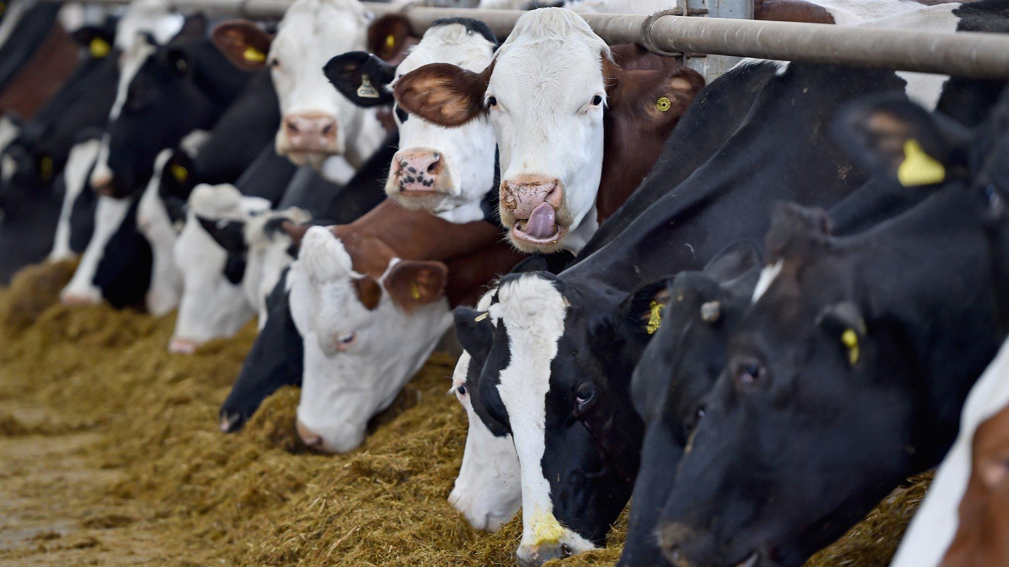 Cows in Scotland