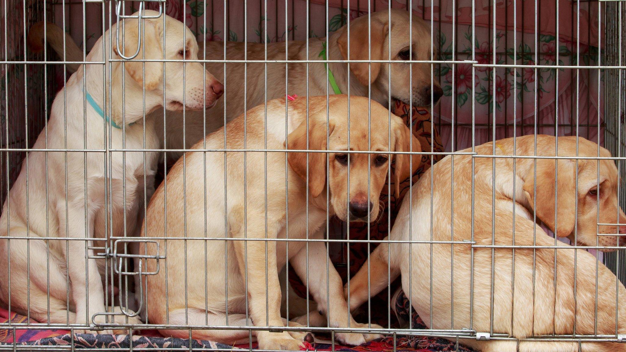 Puppies in a cage