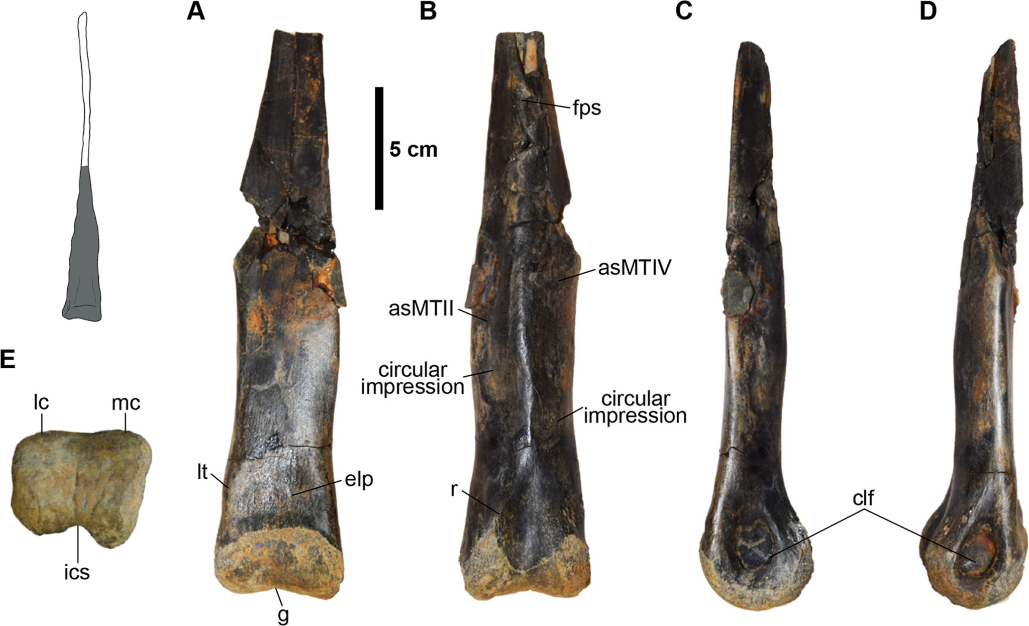 ornithomimosaurs-bones.