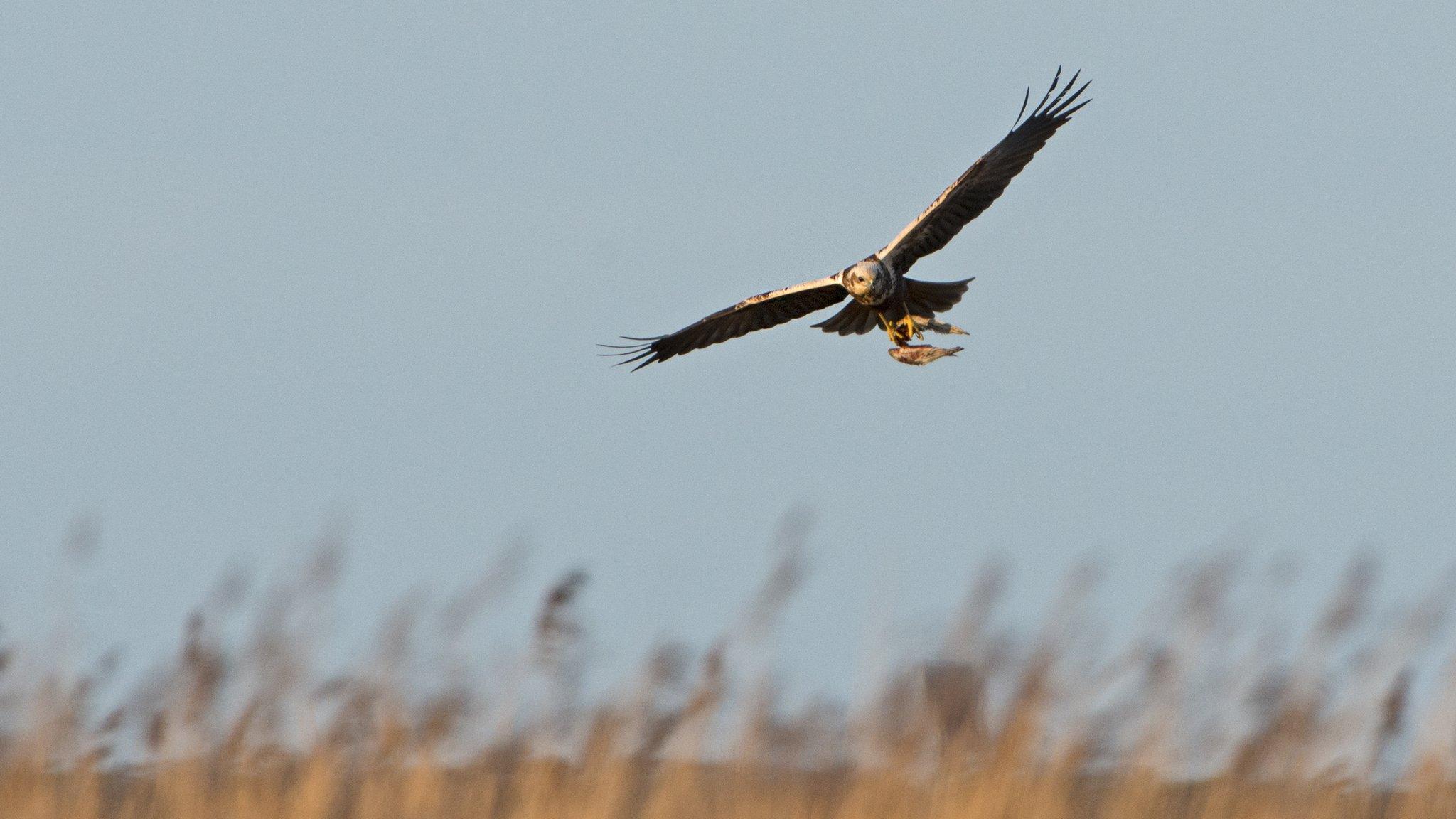 Marsh harrier