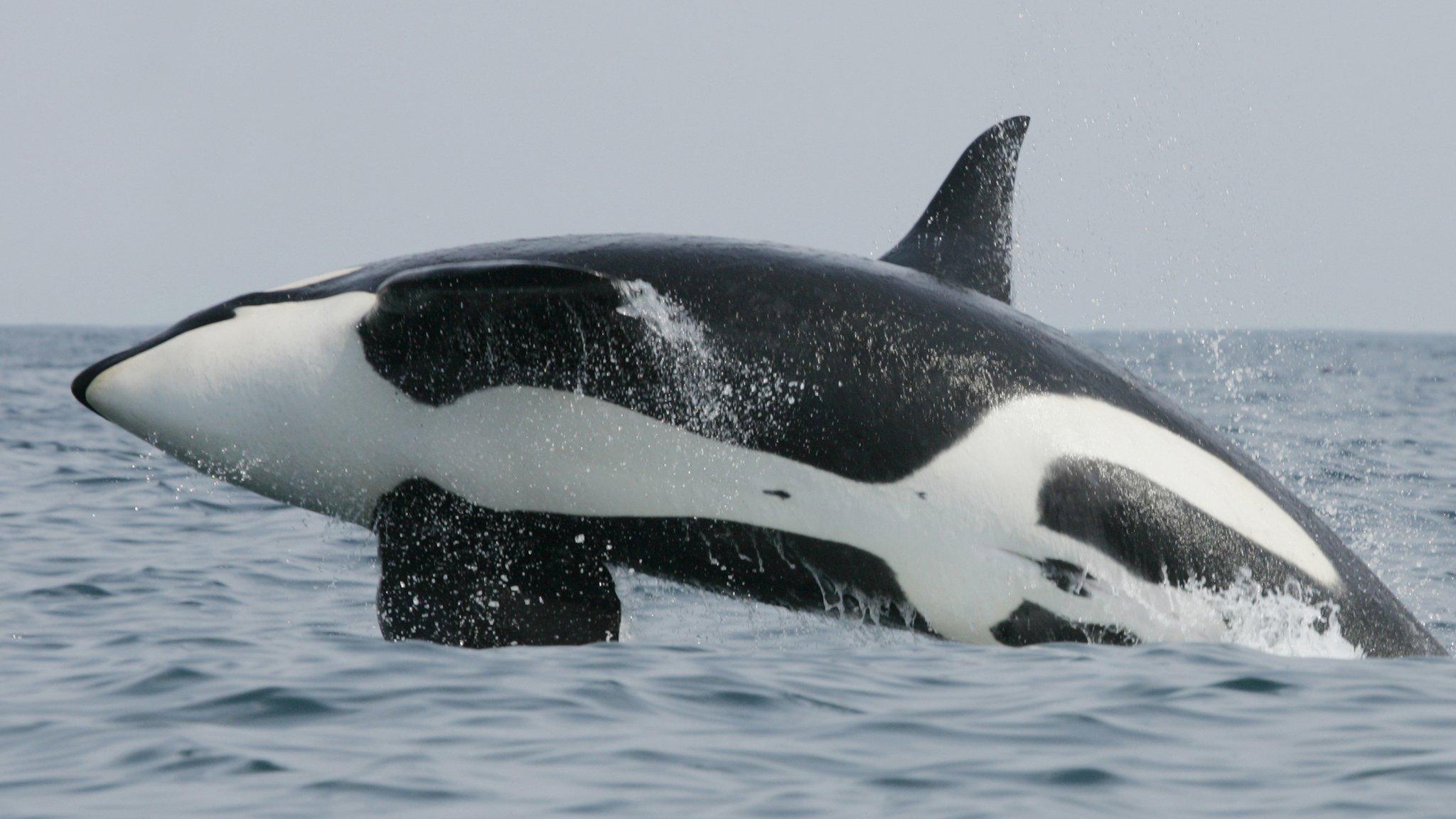 Killer whale