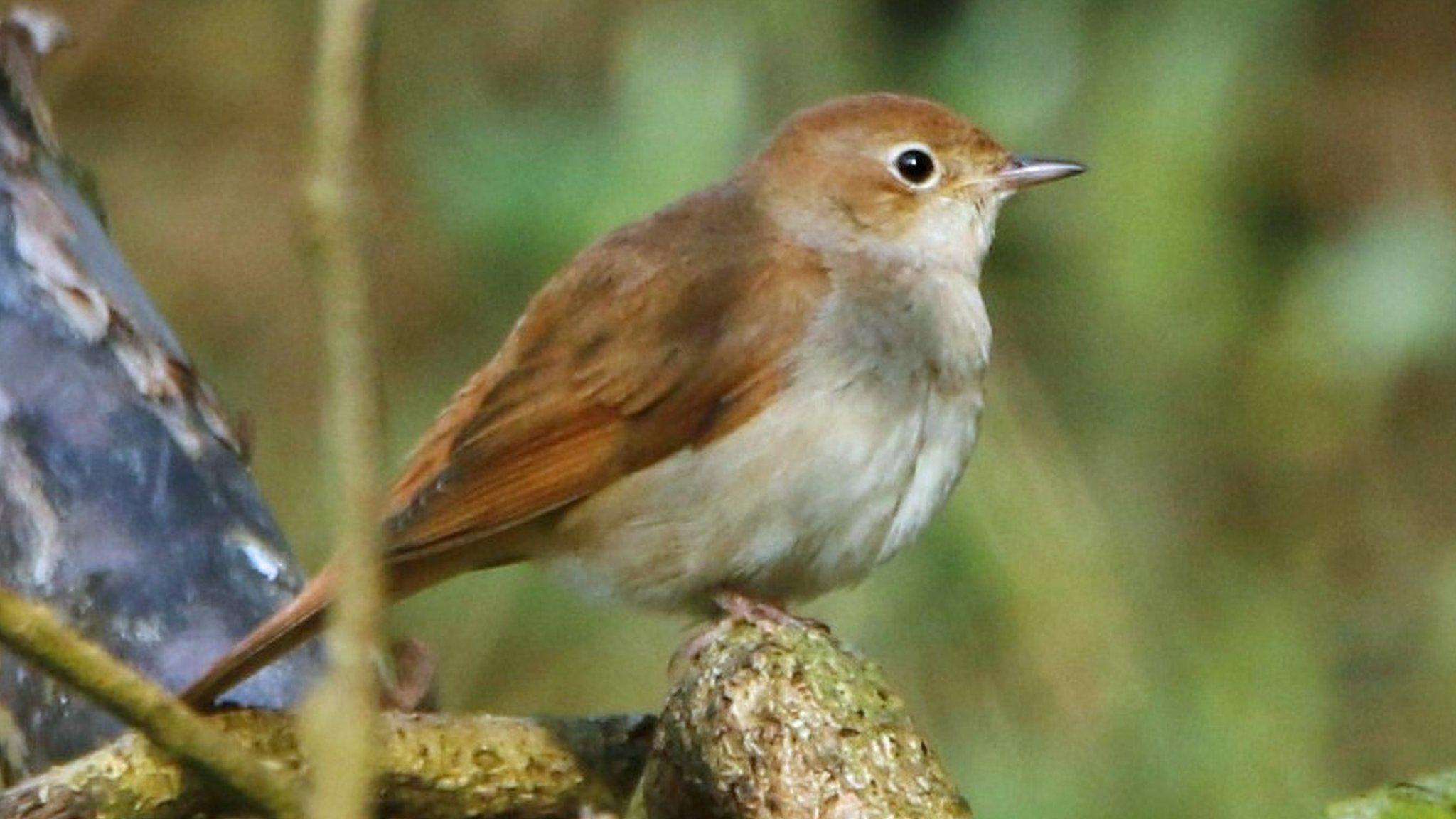 Nightingales