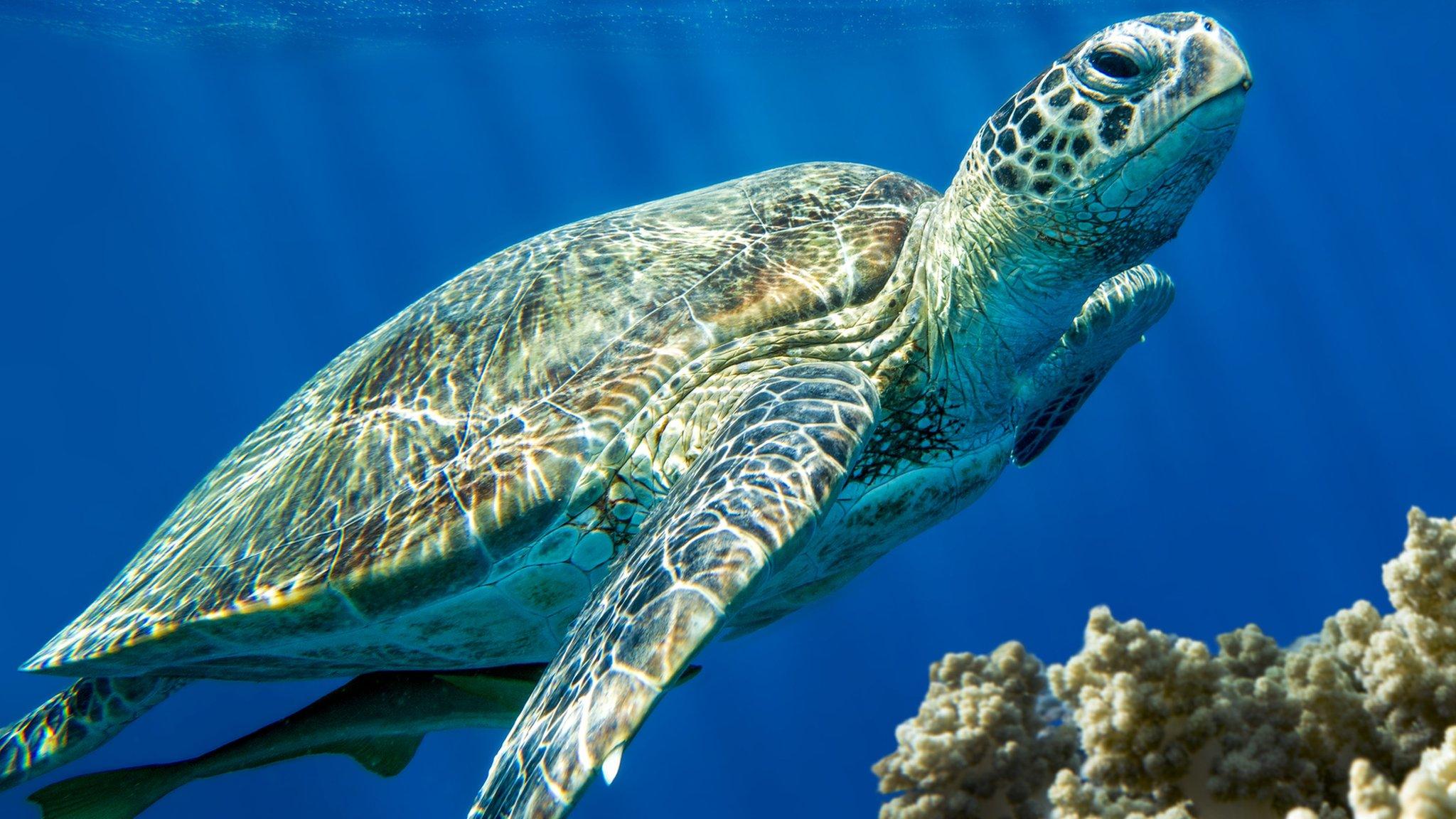 Loggerhead turtle