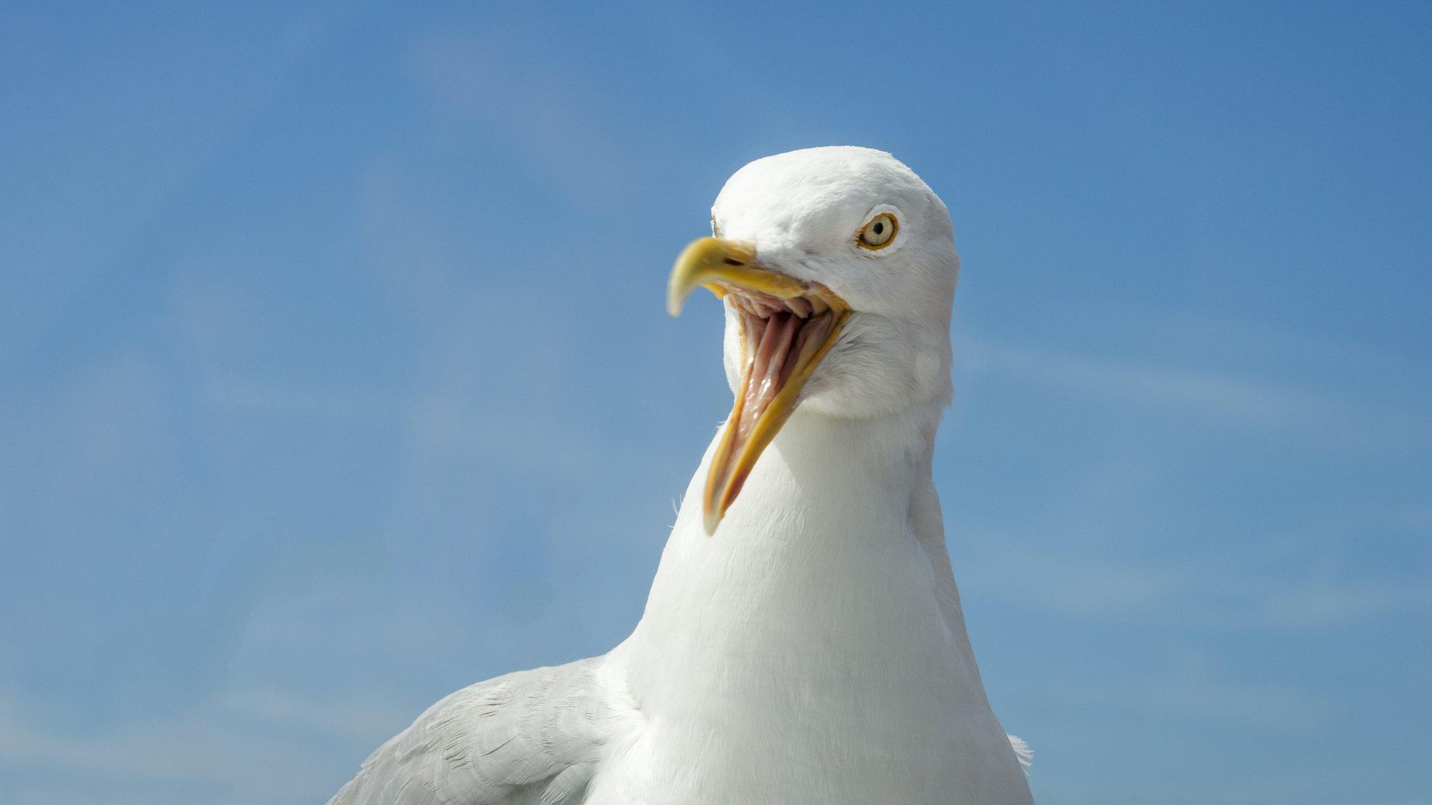 seagull