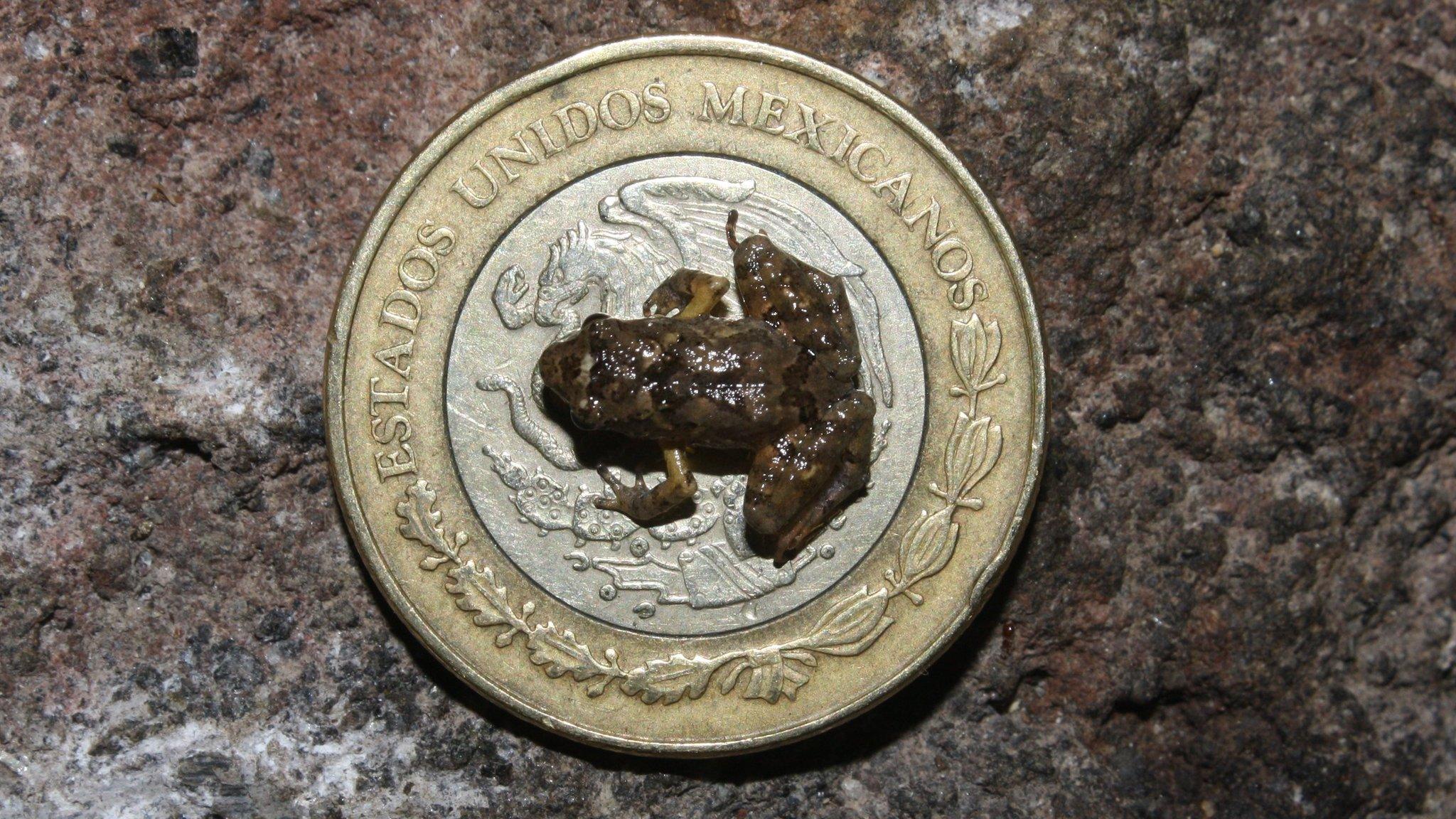 Tiny frog sitting on Mexican coin