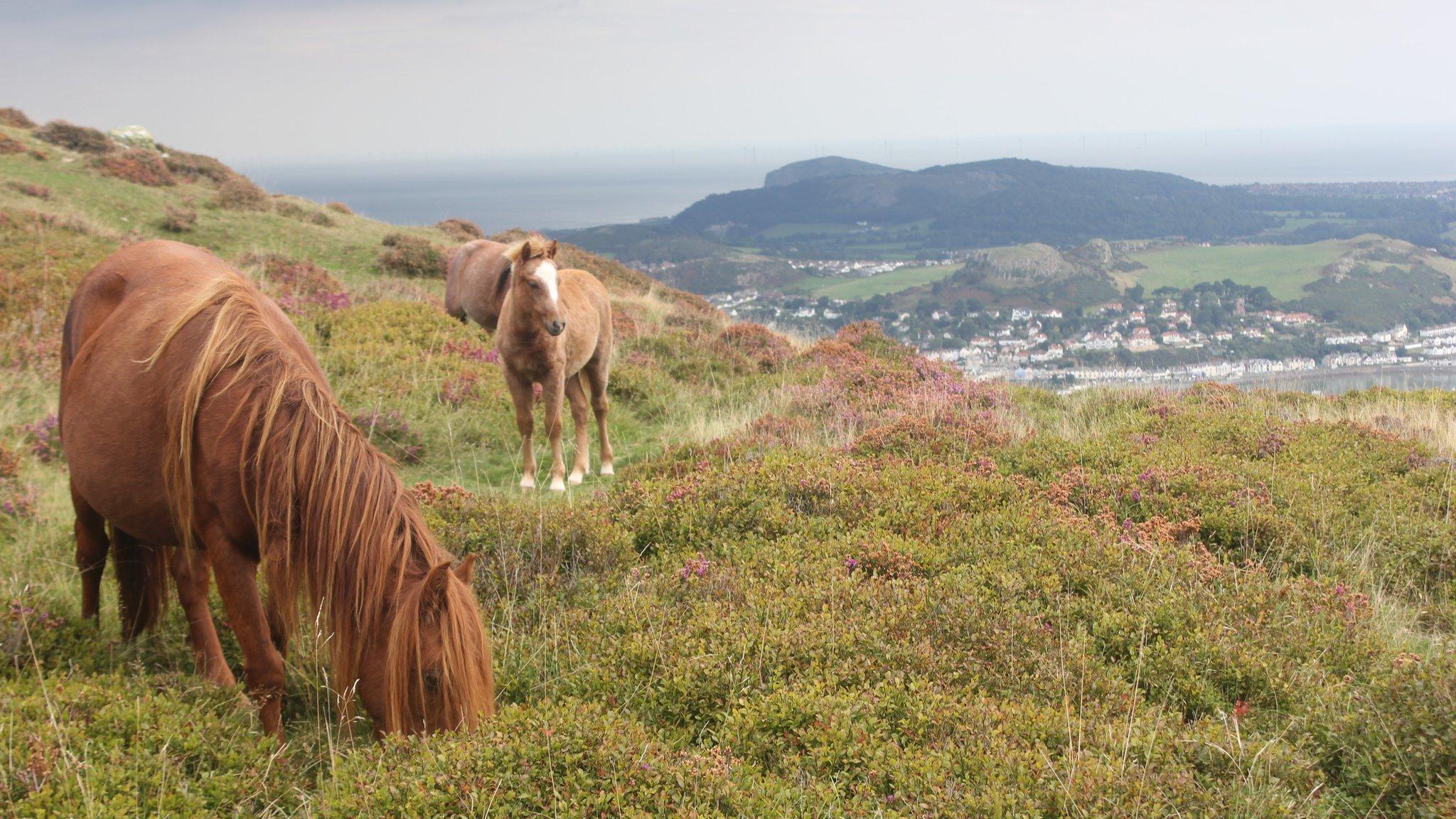 Merlod y Carneddau ar Fynydd y Dref, Conwy