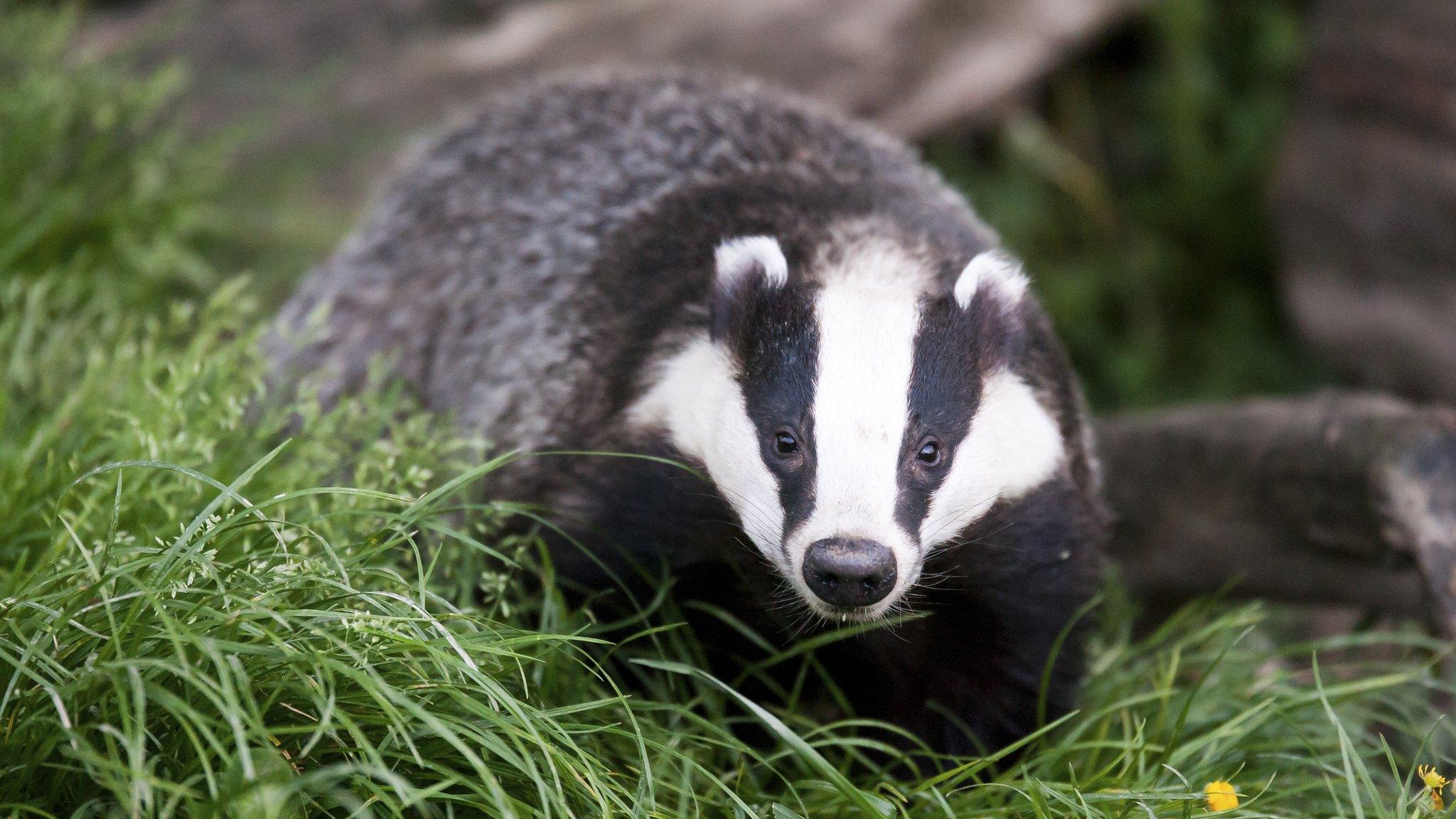 Badger