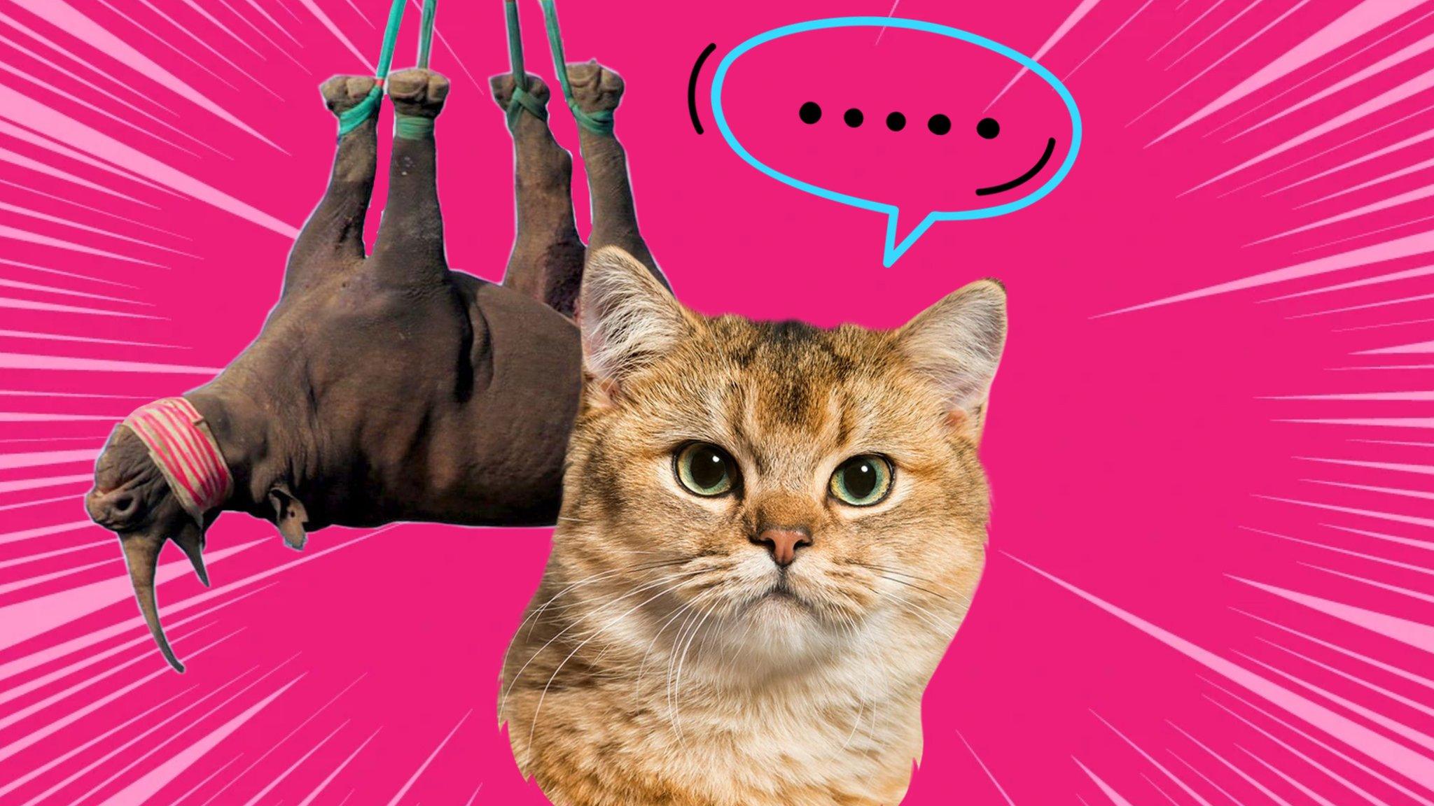Upside down rhino, and cat talking.
