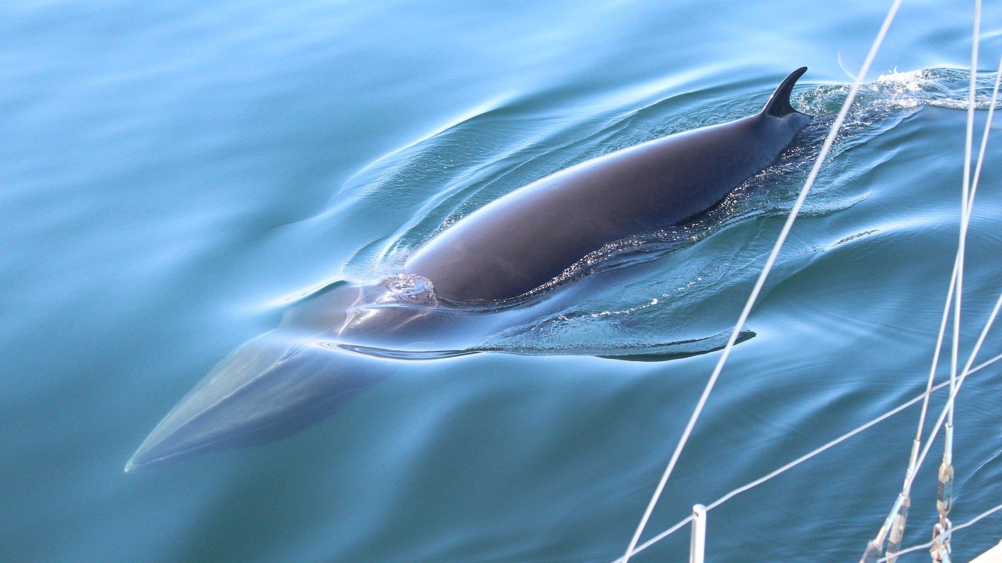 Juvenile minke whale