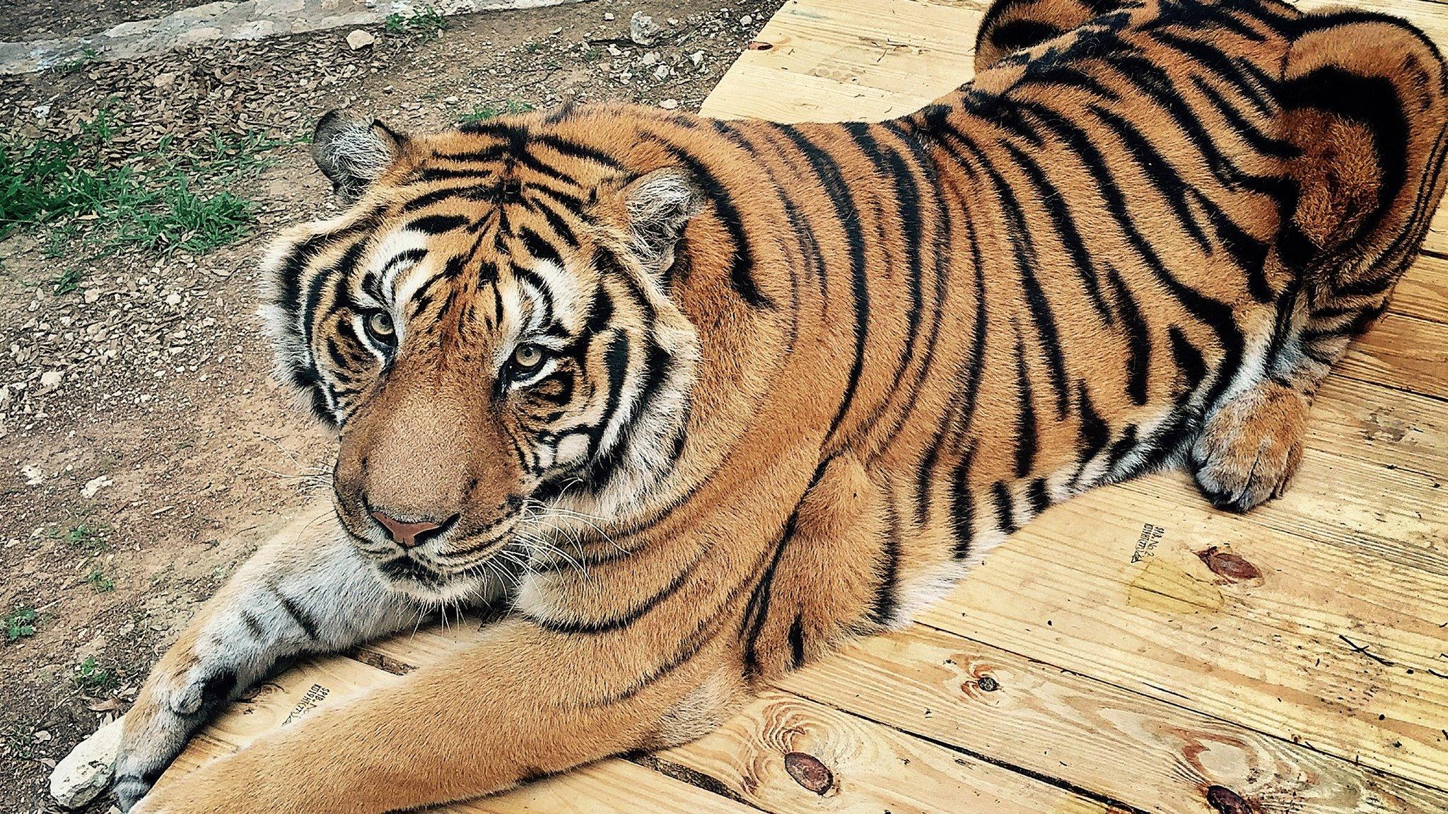 Taj the tiger at Austin Zoo