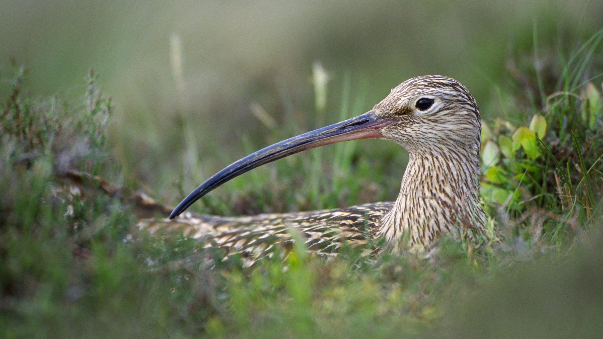 Curlew