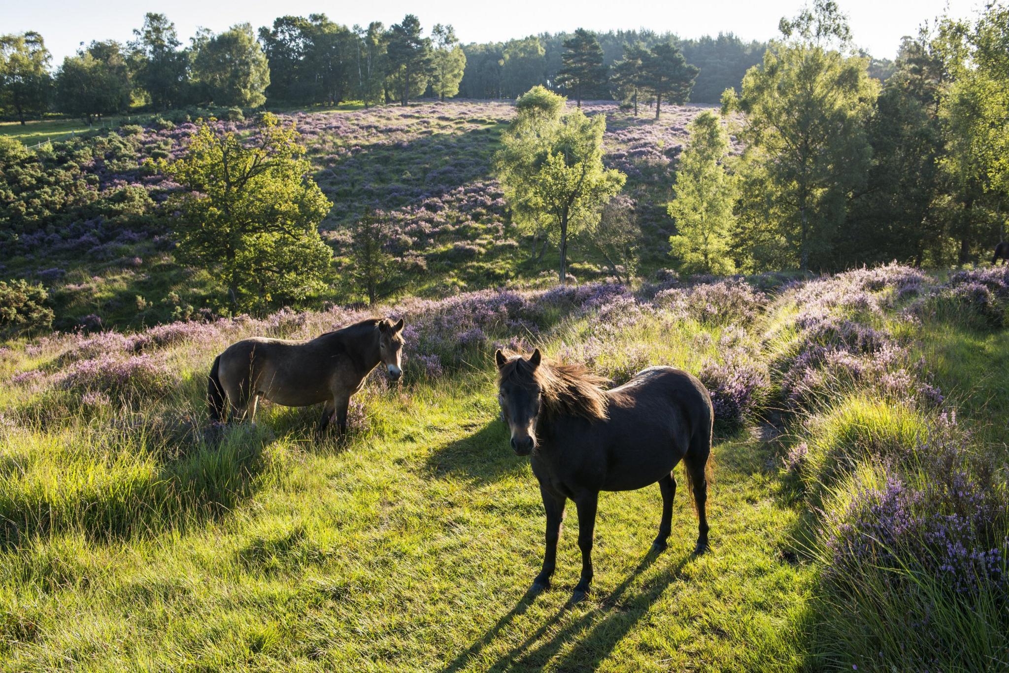 horses at Ashdown Forest