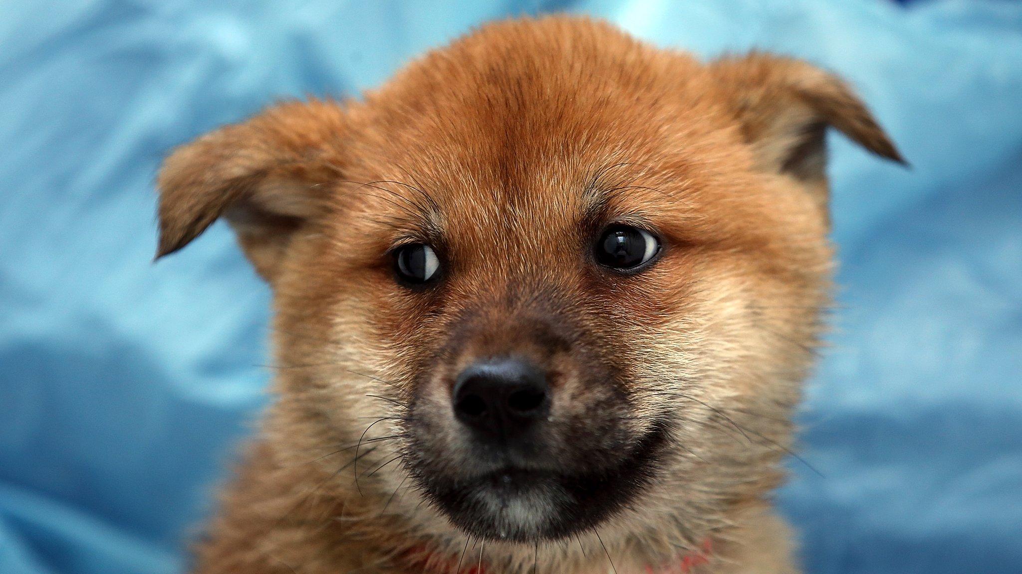 A dog rescued from a South Korean meat farm