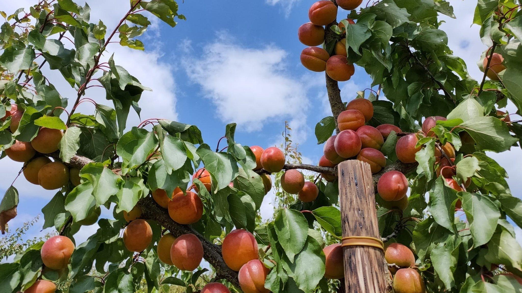 Kent apricots