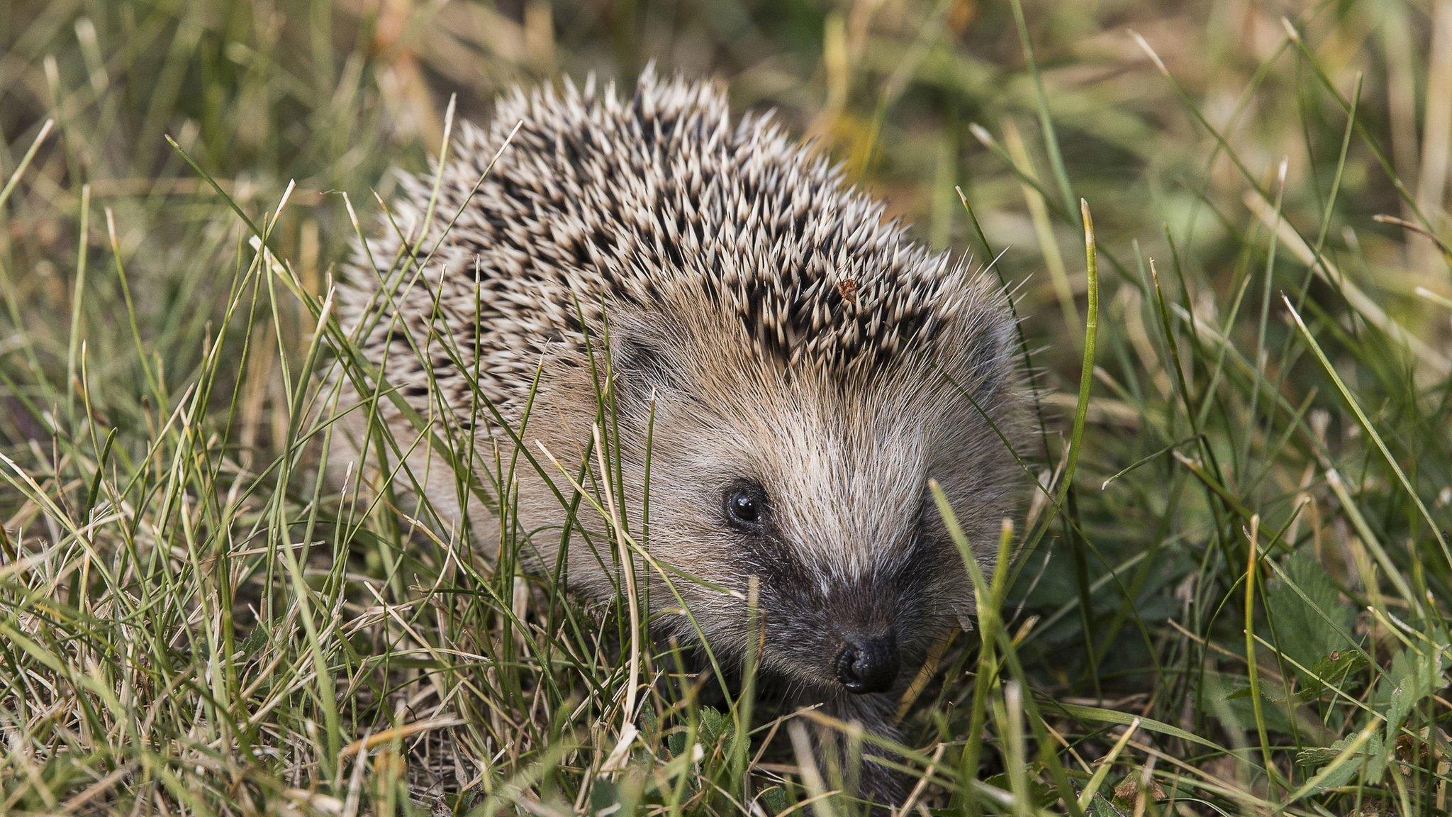 European hedgehog