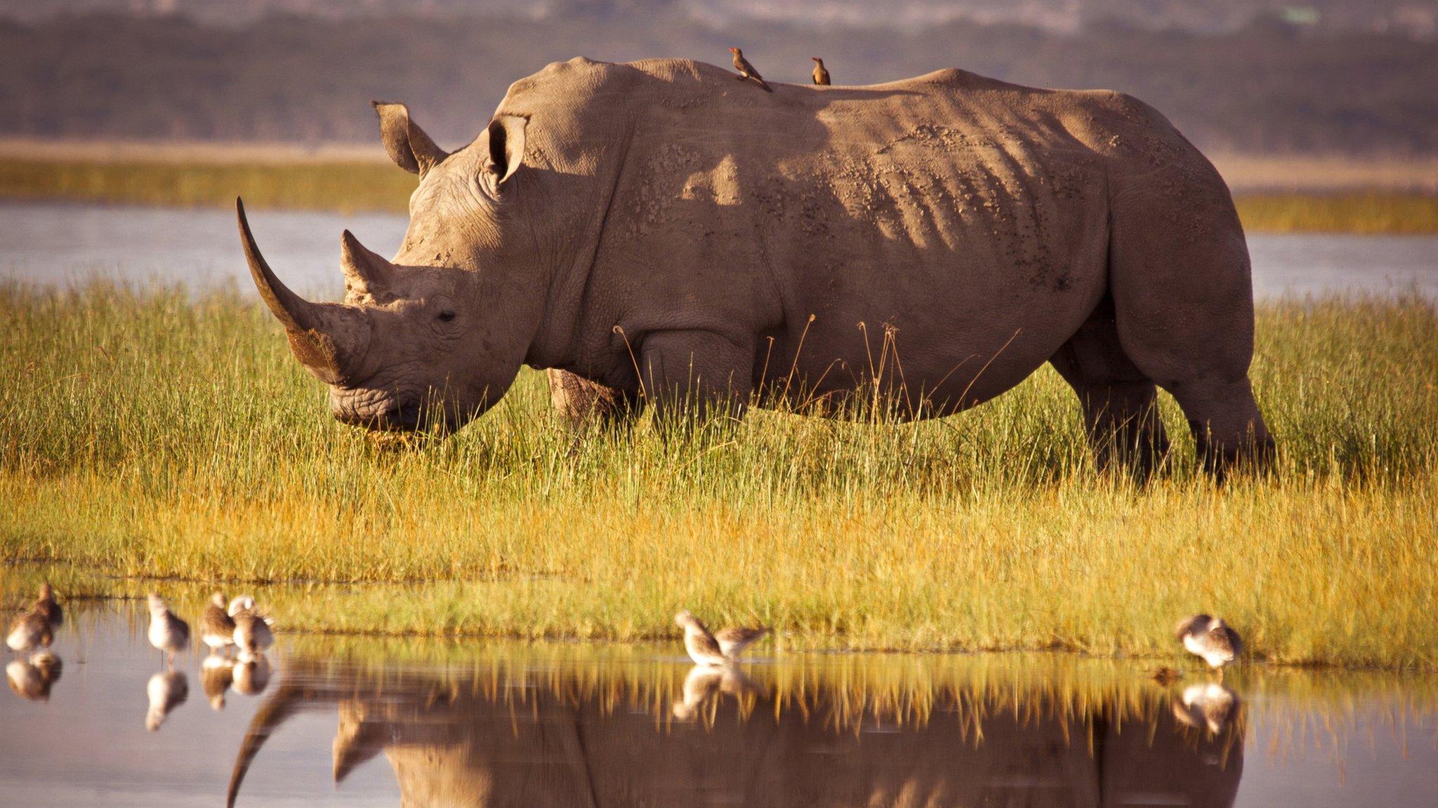 rhino-at-watering-hole