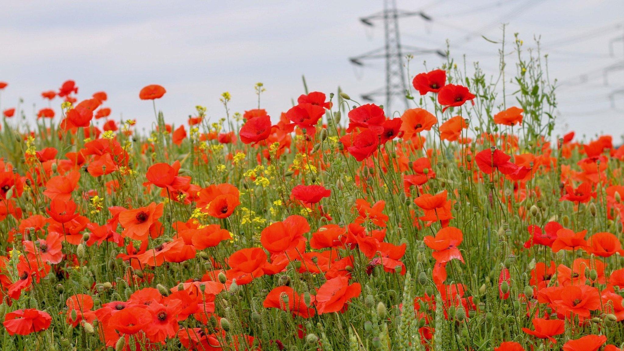 A poppy field in Appleford