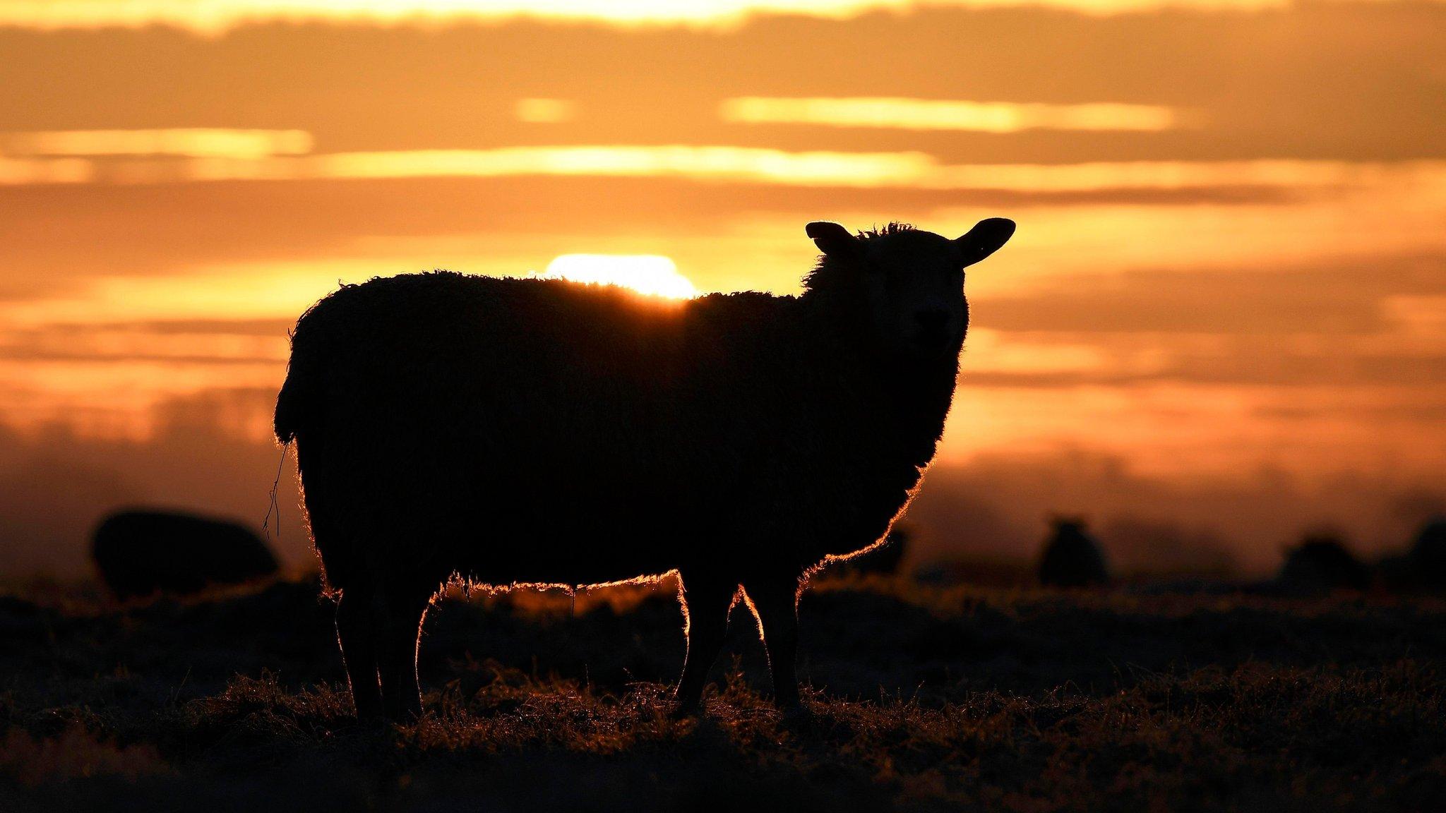 Sheep in Glastonbury countryside