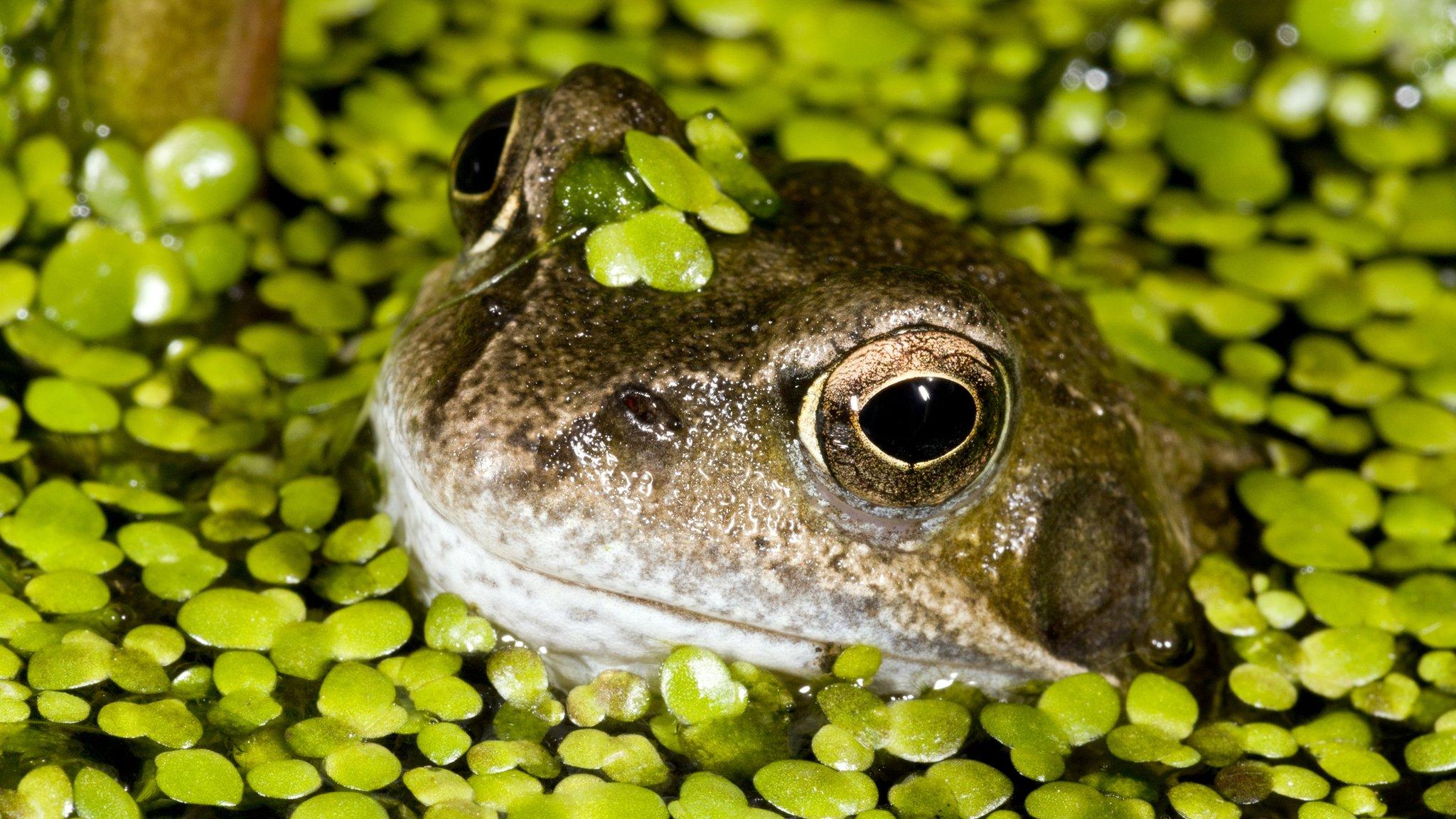 Common frog