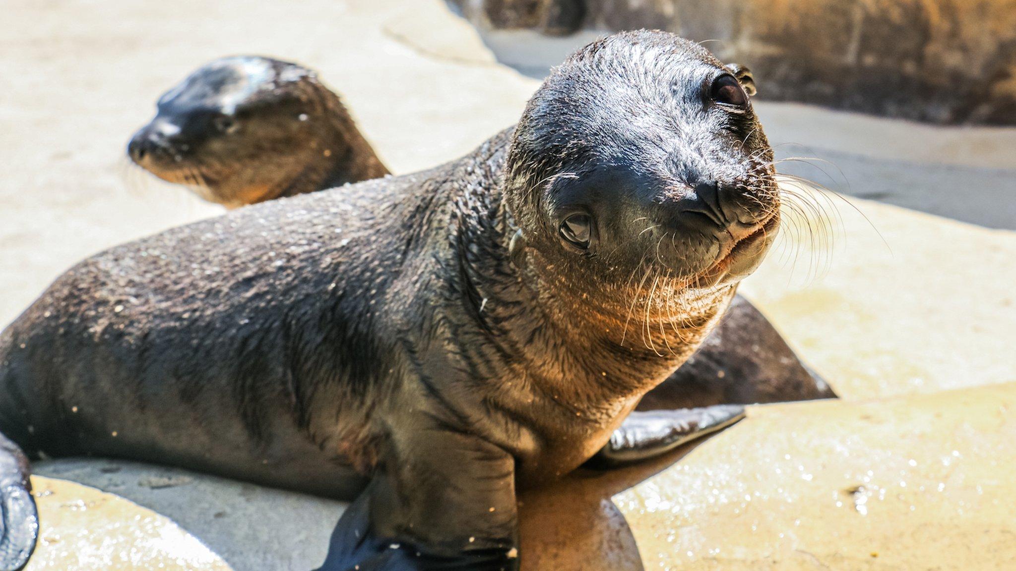 2 sea lion pups