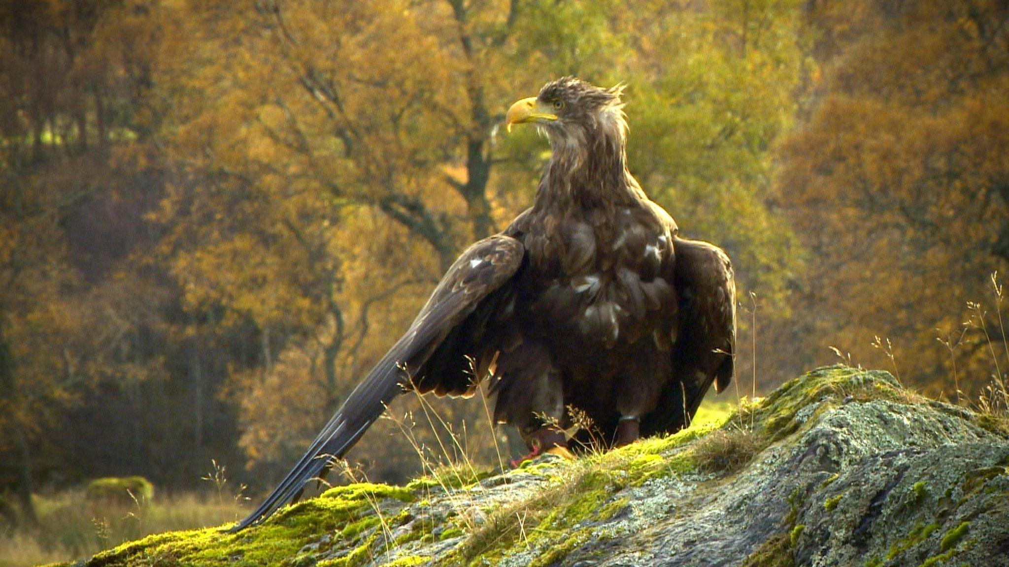 Sea eagle