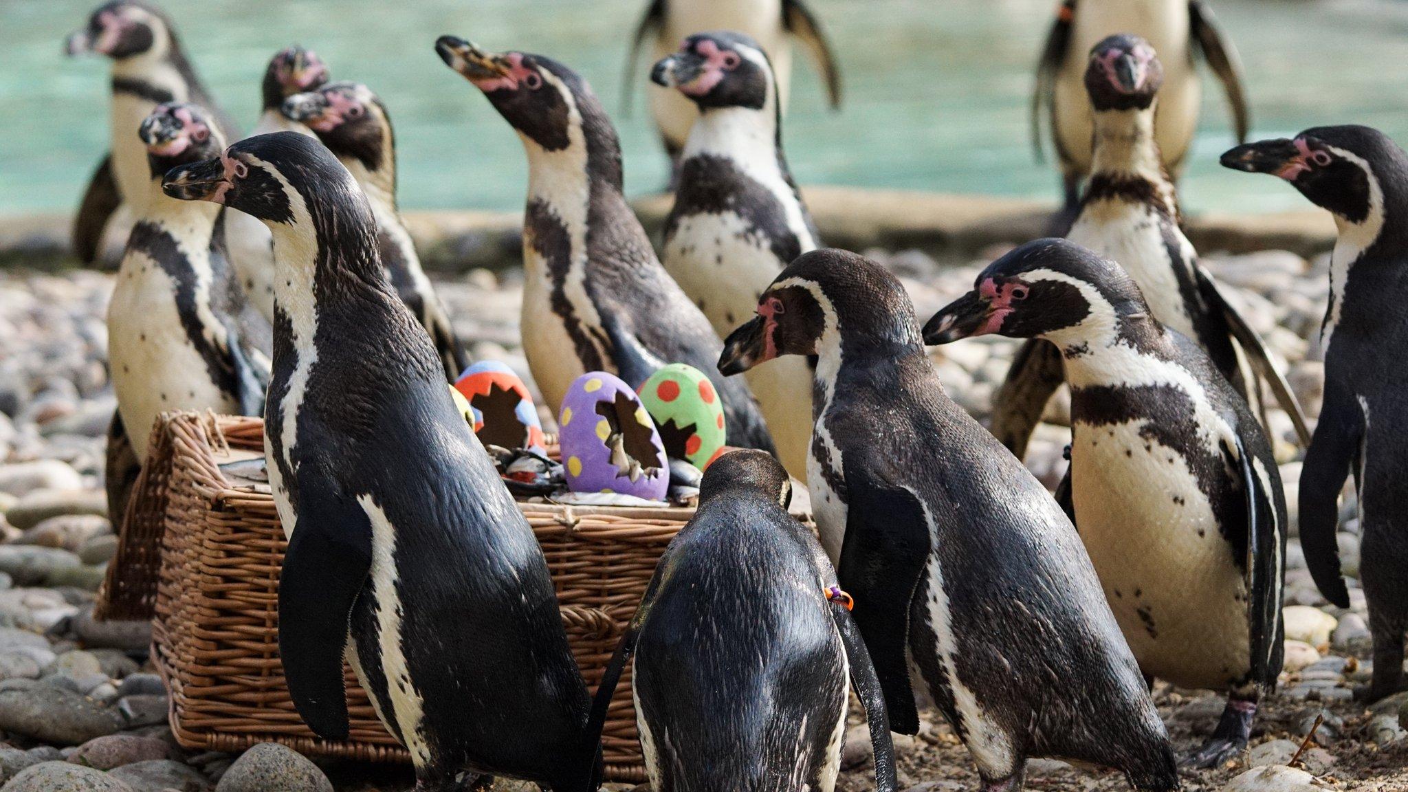Penguins crowd around a basket containing their fish, decorated with fake Easter eggs.
