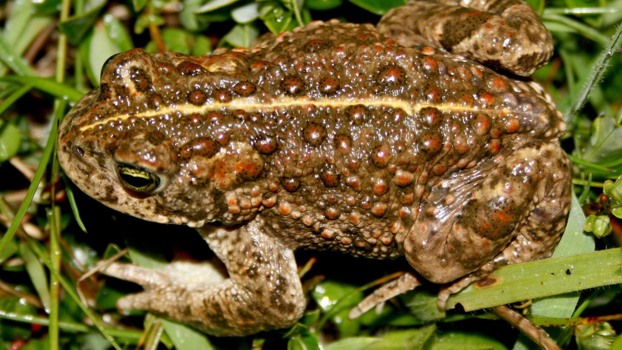 Natterjack toad