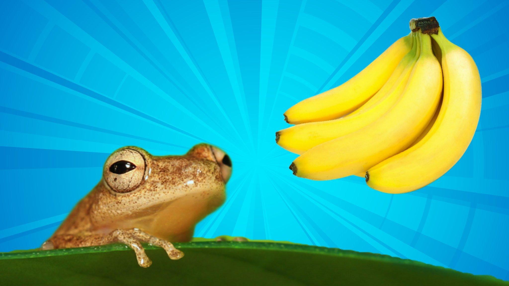 Tropical frog with bananas.