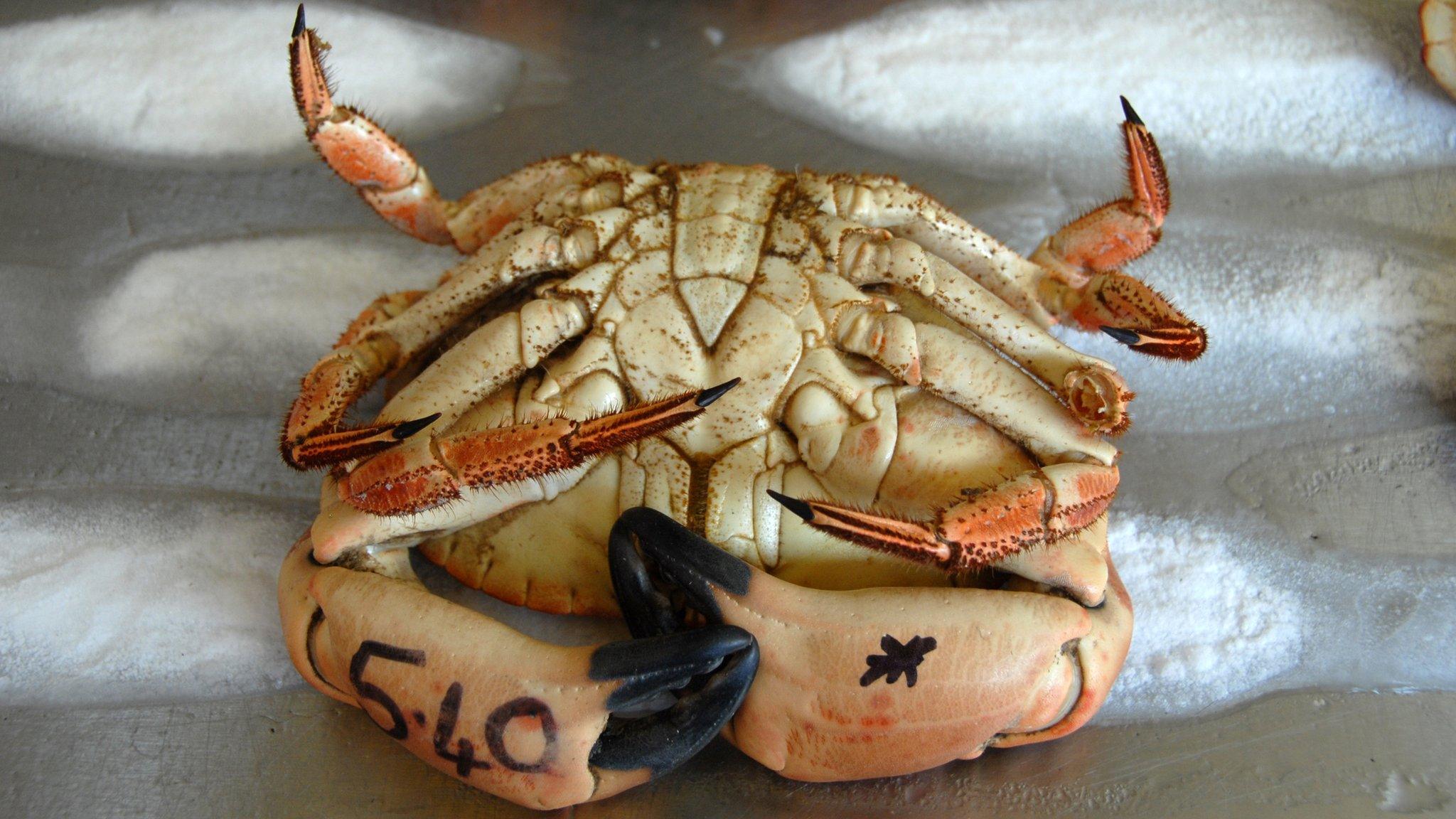 Crab