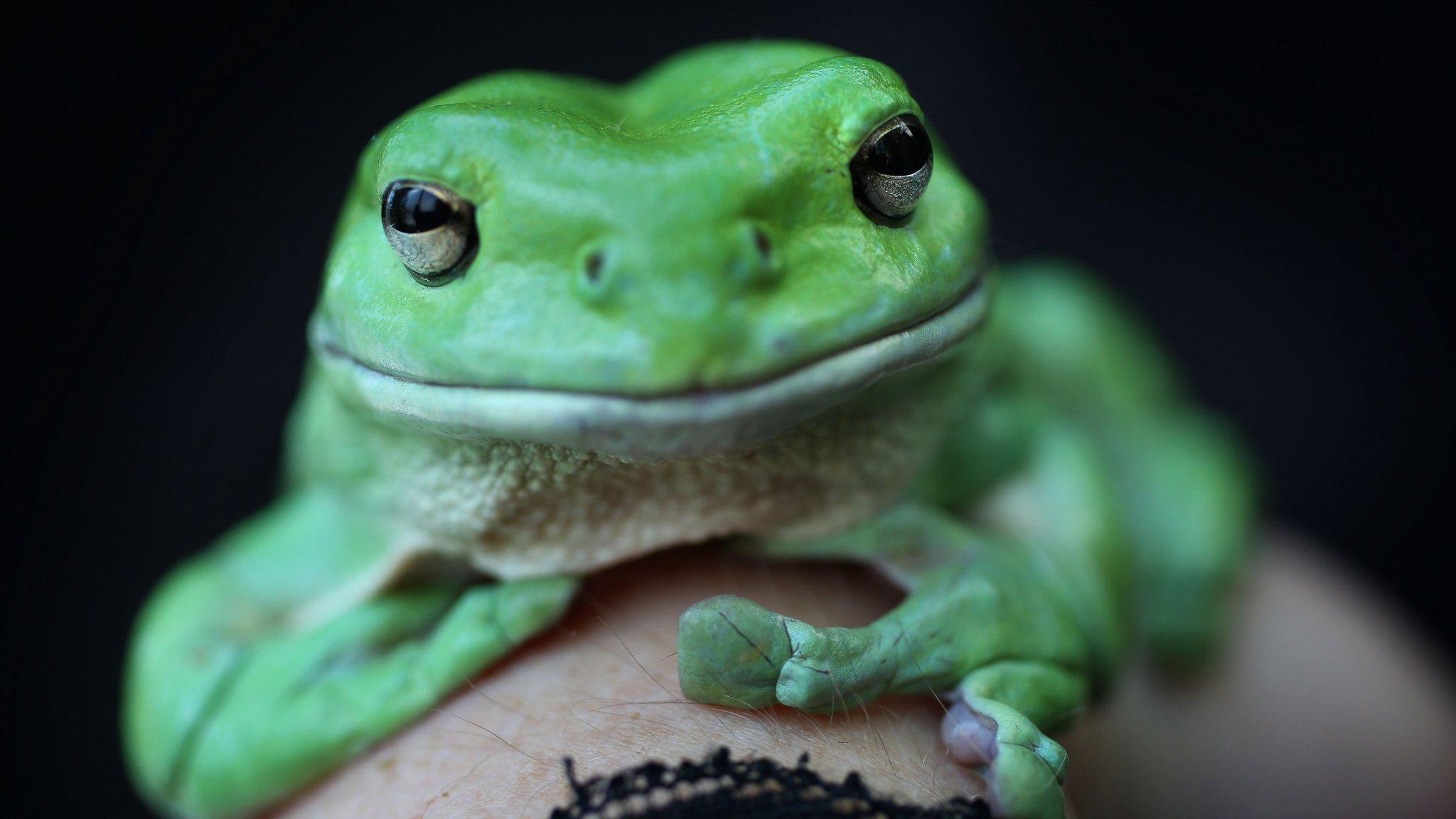 A green frog