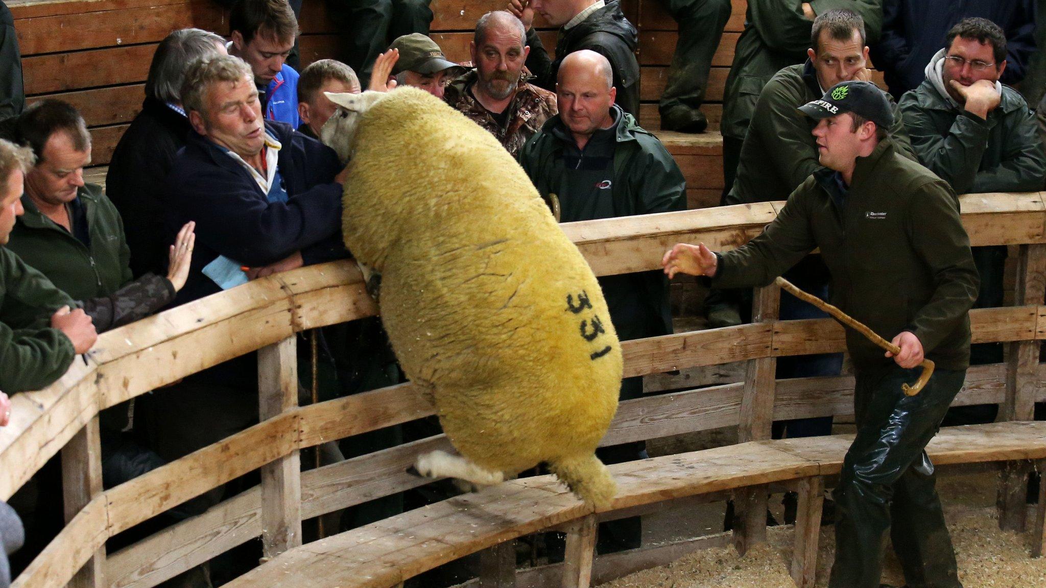 Ram trying to escape auction ring at Lairg