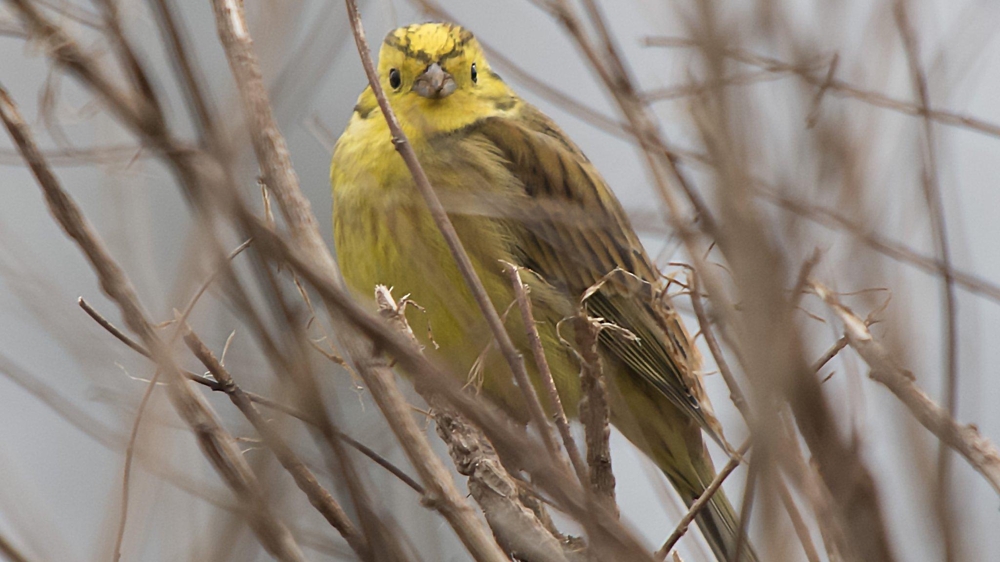 Yellowhammer in the fields near South Newington, Oxfordshire