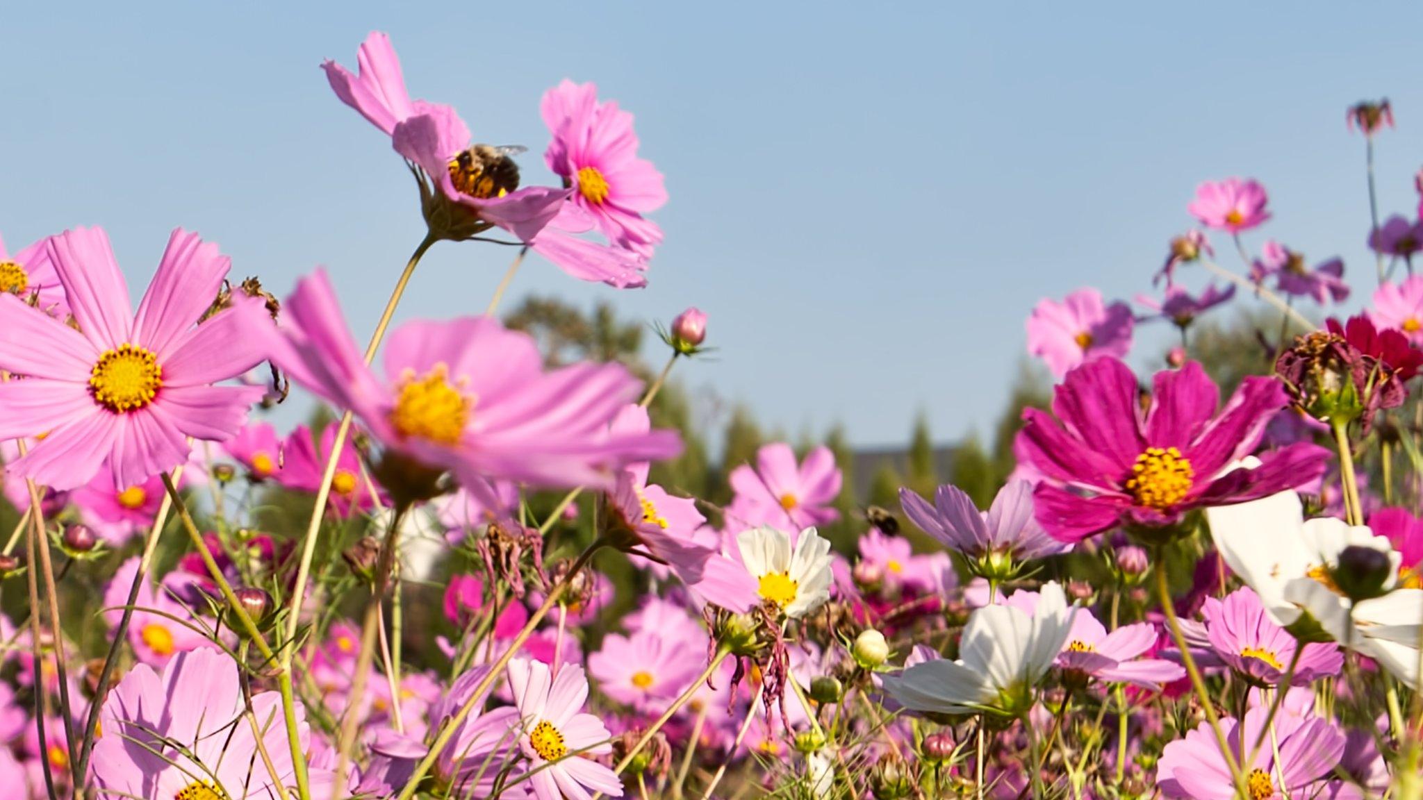 Wild-flowers-will-be-planted-to-encourage-bees-in-London