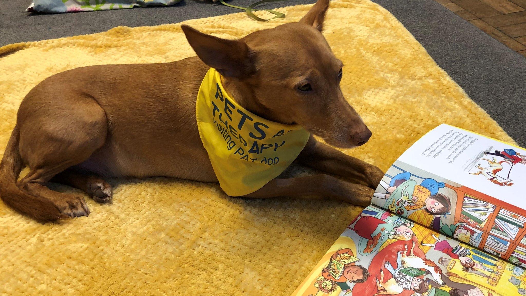 Pip the dog with a children's book on the floor in front of him