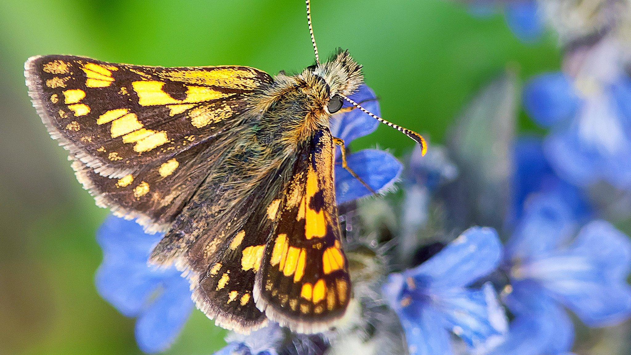 Chequered Skipper