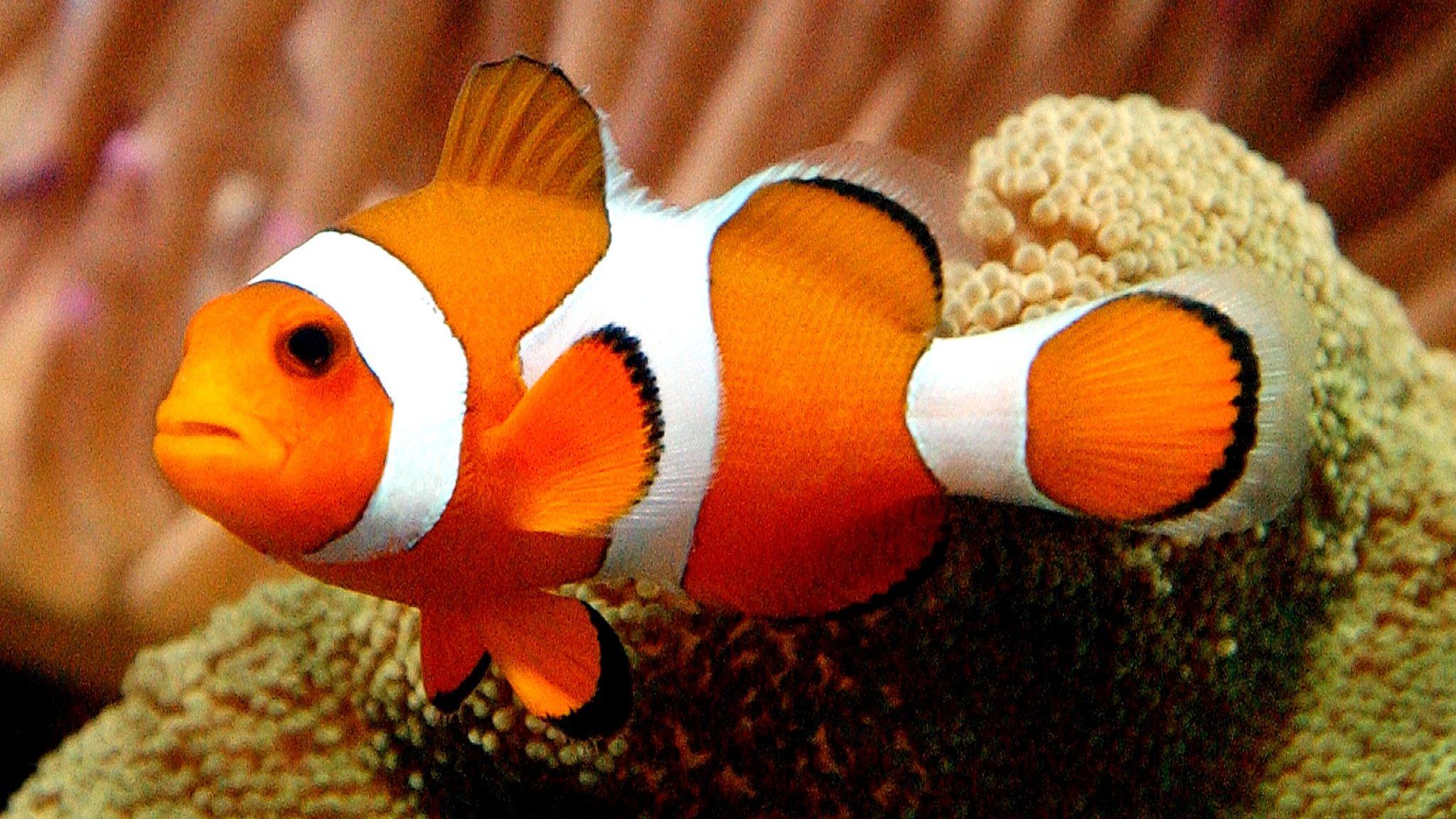 A Clownfish is seen June 25, 2003 at New World Aquarium in New York City.